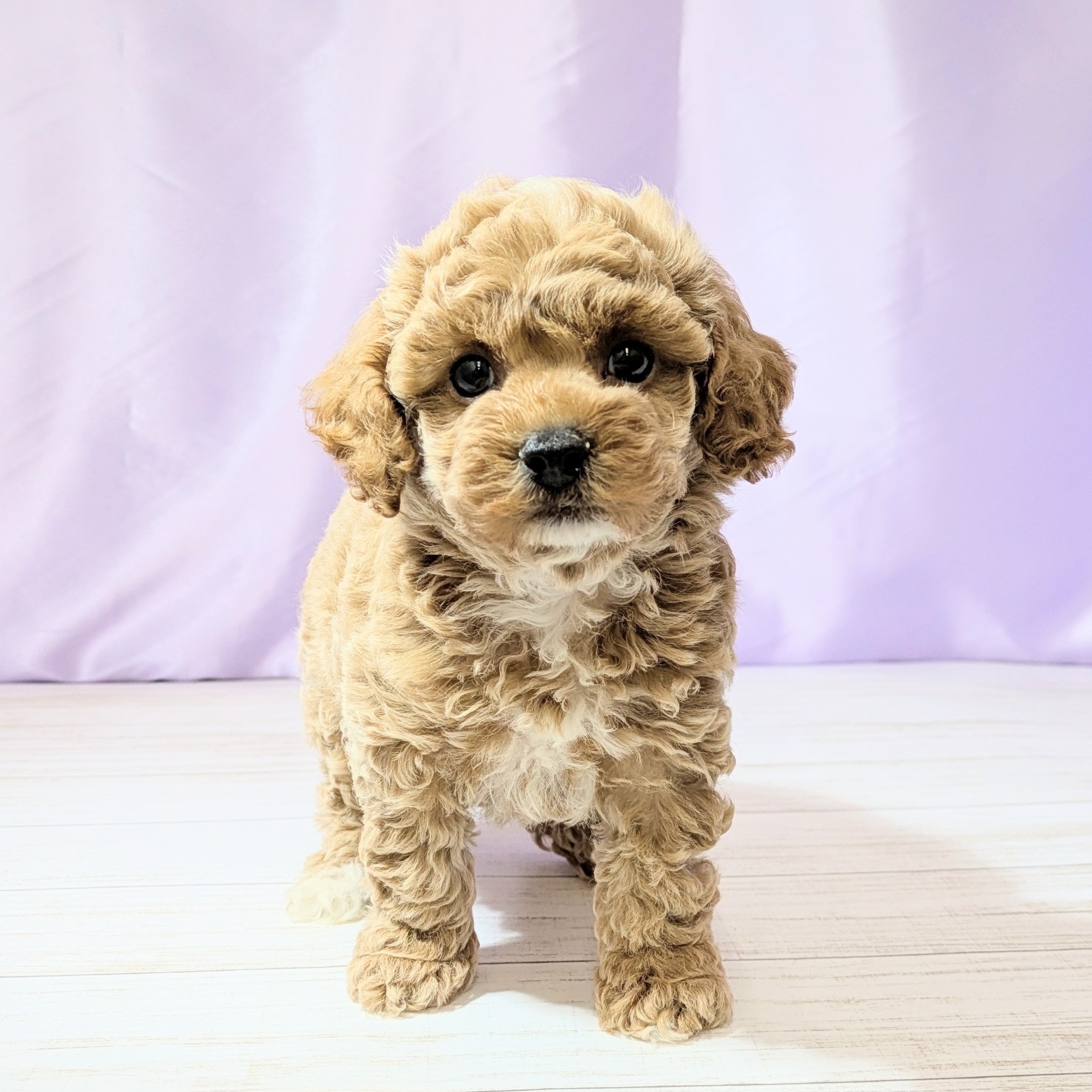 兵庫県のビションプー(ビションフリーゼ×プードル) (犬の家＆猫の里尼崎店/2026年2月22日生まれ/女の子/アプリコット)の子犬の1枚目の画像