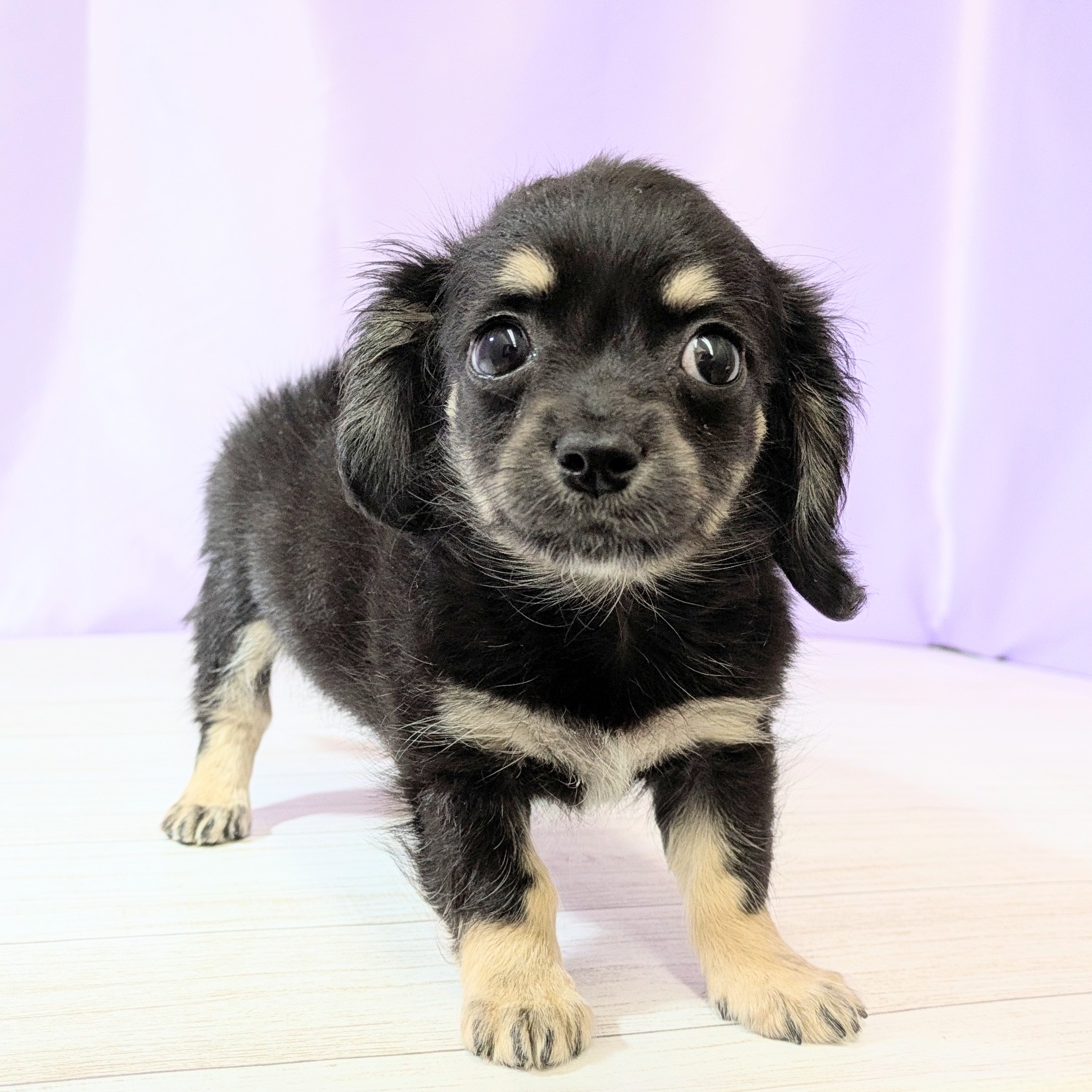 兵庫県のチワックス(チワワ×ダックス) (犬の家＆猫の里尼崎店/2026年2月21日生まれ/女の子/ブラックタン)の子犬の1枚目の画像