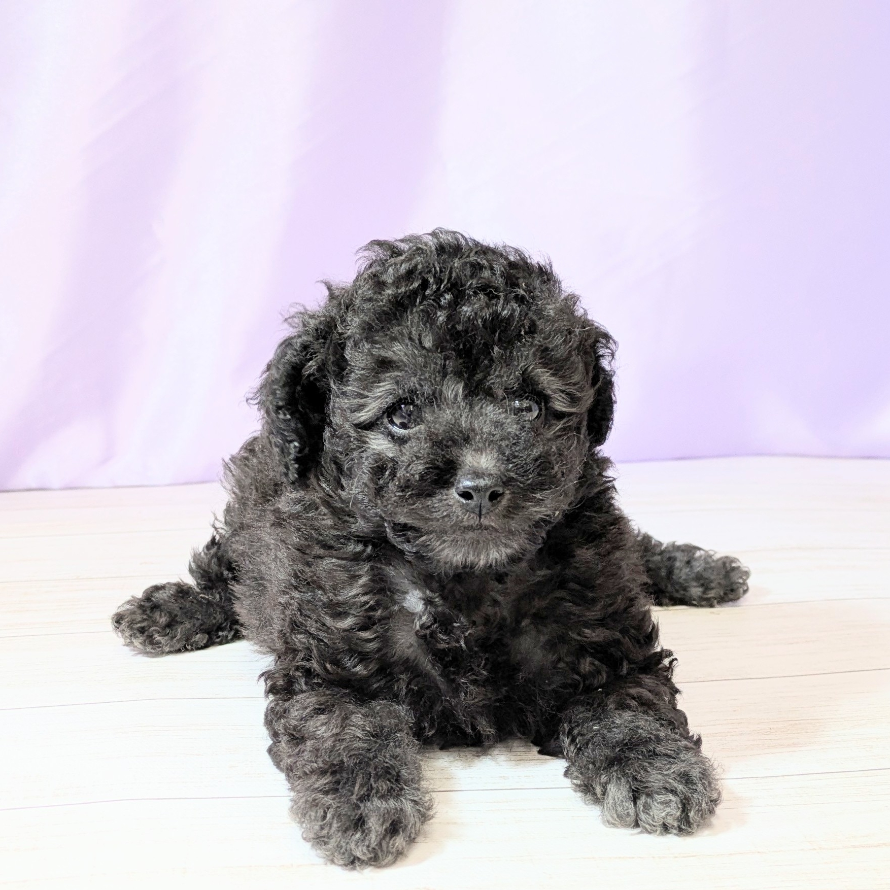 兵庫県のトイプードル(トイ) (犬の家＆猫の里尼崎店/2026年2月22日生まれ/女の子/グレー)の子犬の1枚目の画像