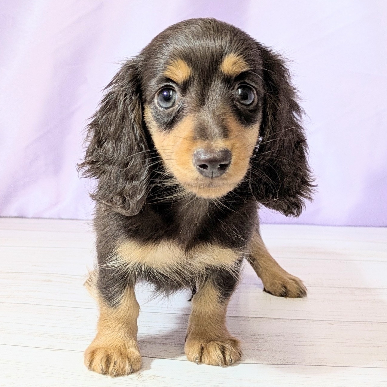 兵庫県のカニンヘンダックスフンド(ロング) (犬の家＆猫の里尼崎店/2026年2月25日生まれ/女の子/チョコレートタン)の子犬の2枚目の画像