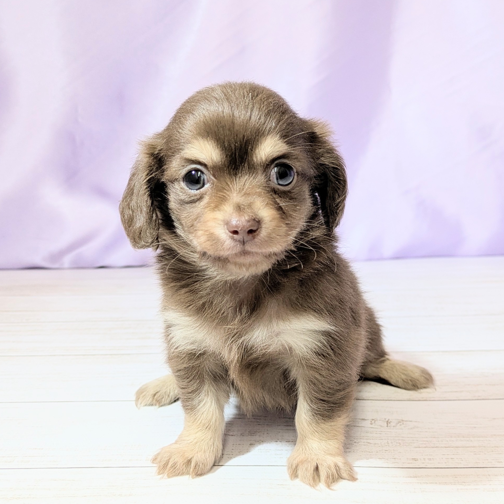 兵庫県のチワックス(チワワ×ダックス) (犬の家＆猫の里尼崎店/2026年2月28日生まれ/女の子/チョコレートクリーム)の子犬