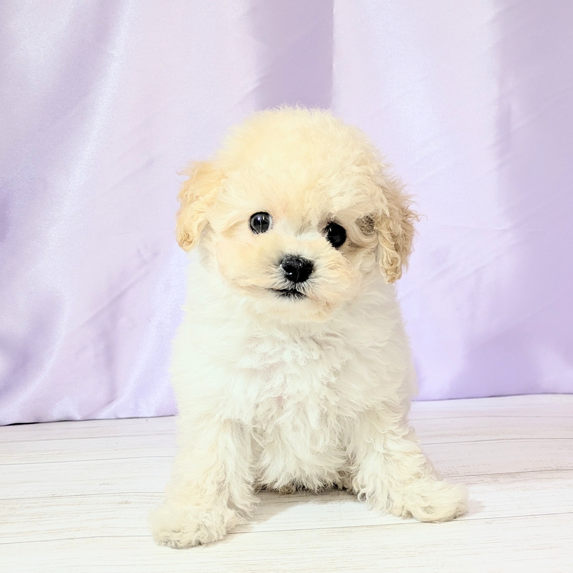 兵庫県のトイプードル(トイ) (犬の家＆猫の里尼崎店/2026年2月26日生まれ/男の子/ペールフォーン)の子犬