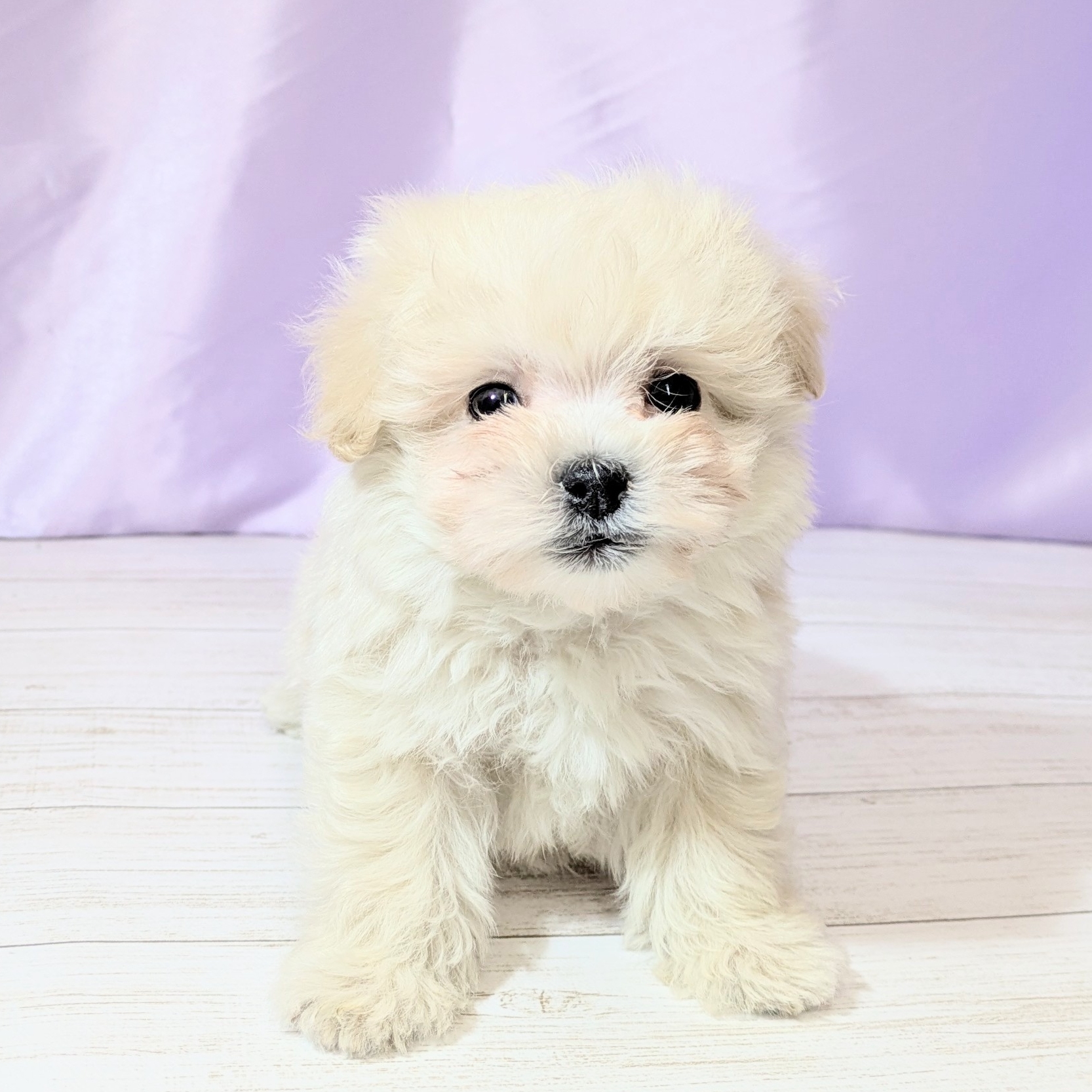 兵庫県のマルプー(マルチーズ×プードル) (犬の家＆猫の里尼崎店/2026年3月1日生まれ/男の子/クリーム)の子犬