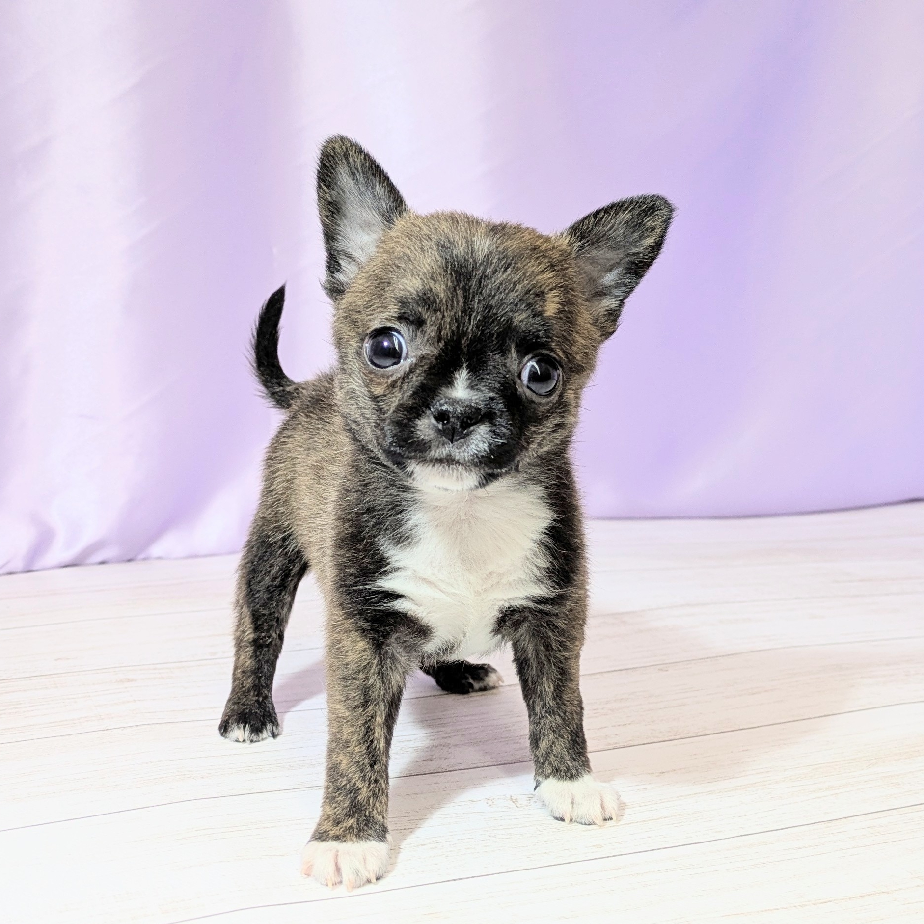 兵庫県のハーフ犬・ミックス犬 (犬の家＆猫の里尼崎店/2026年3月8日生まれ/男の子/ブリンドルホワイト)の子犬の1枚目の画像
