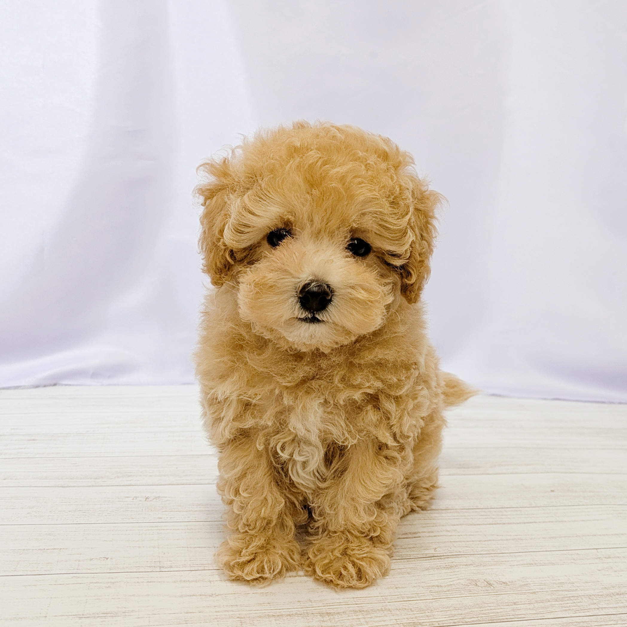 兵庫県のマルプー(マルチーズ×プードル) (犬の家＆猫の里尼崎店/2026年4月16日生まれ/男の子/アプリコット)の子犬の2枚目の画像
