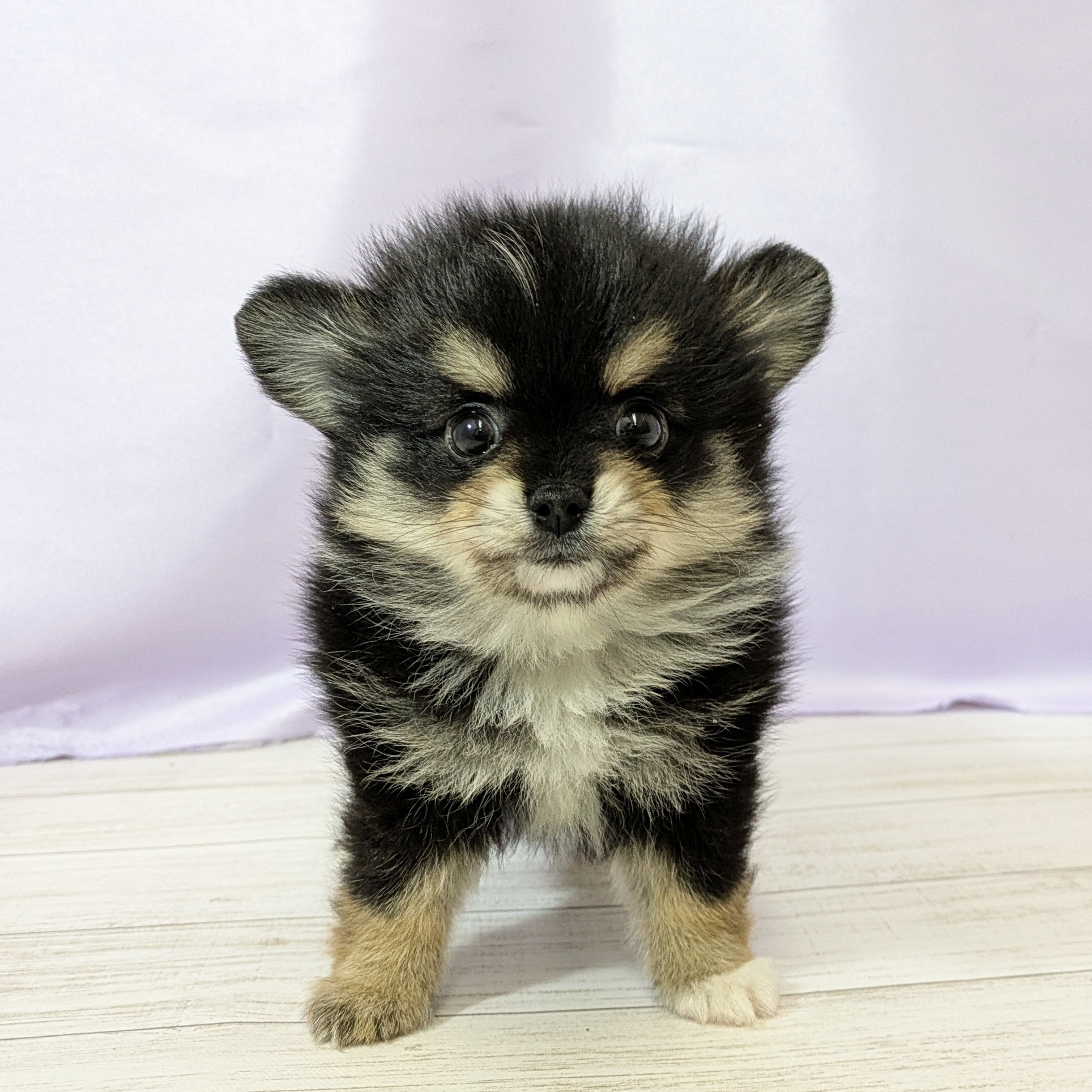 兵庫県のポメチワ/チワポメ/ポメチー(ポメラニアン×チワワ) (犬の家＆猫の里尼崎店/2026年4月21日生まれ/女の子/ブラックタン)の子犬の1枚目の画像