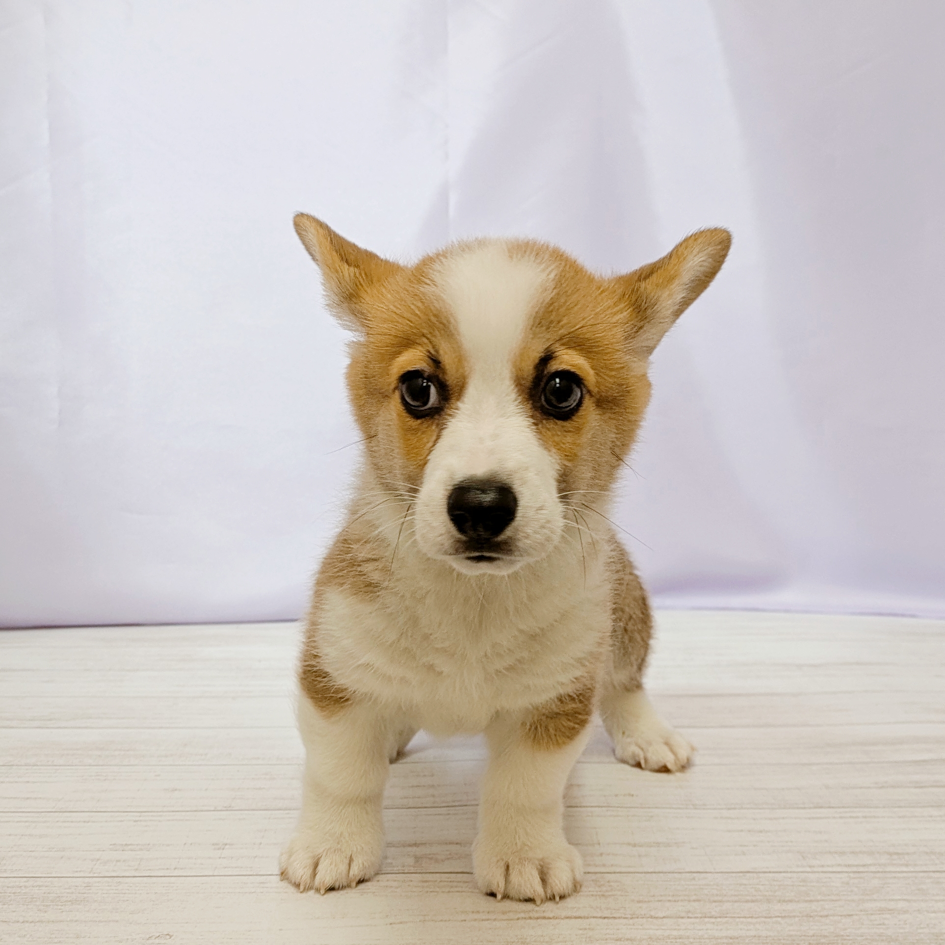 兵庫県のウェルシュコーギーペンブローク (犬の家＆猫の里尼崎店/2026年4月17日生まれ/男の子/レッドホワイト)の子犬の2枚目の画像