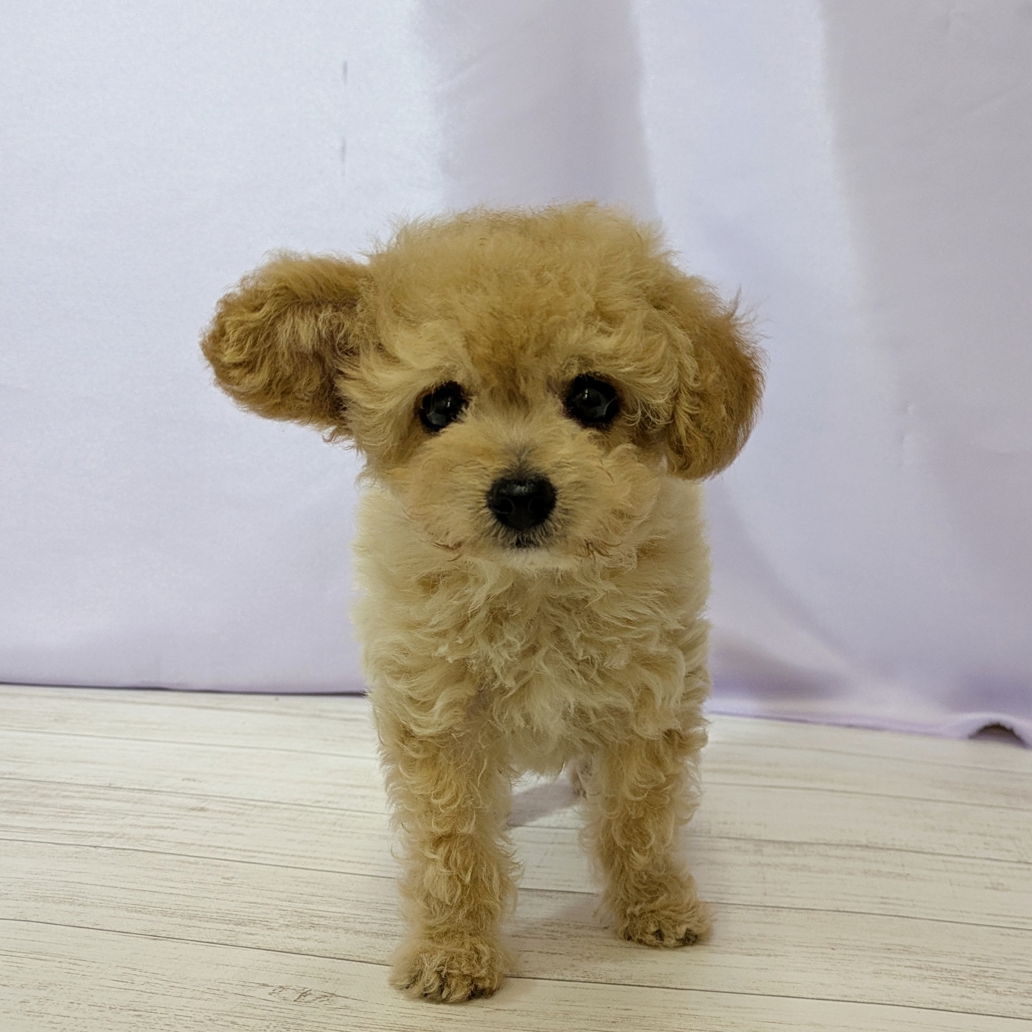 ハーフ犬男の子の写真