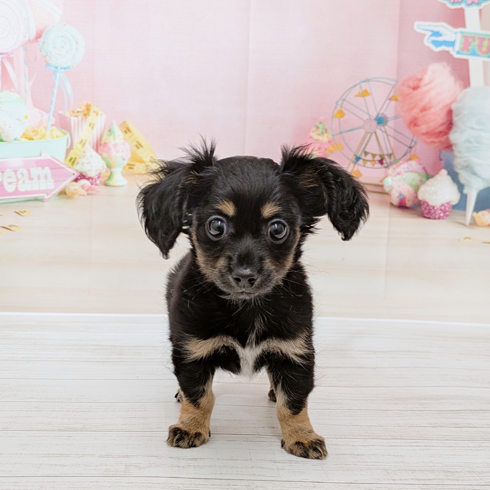 兵庫県のチワックス(チワワ×ダックス) (犬の家＆猫の里尼崎店/2026年4月30日生まれ/女の子/ブラックタン)の子犬の1枚目の画像