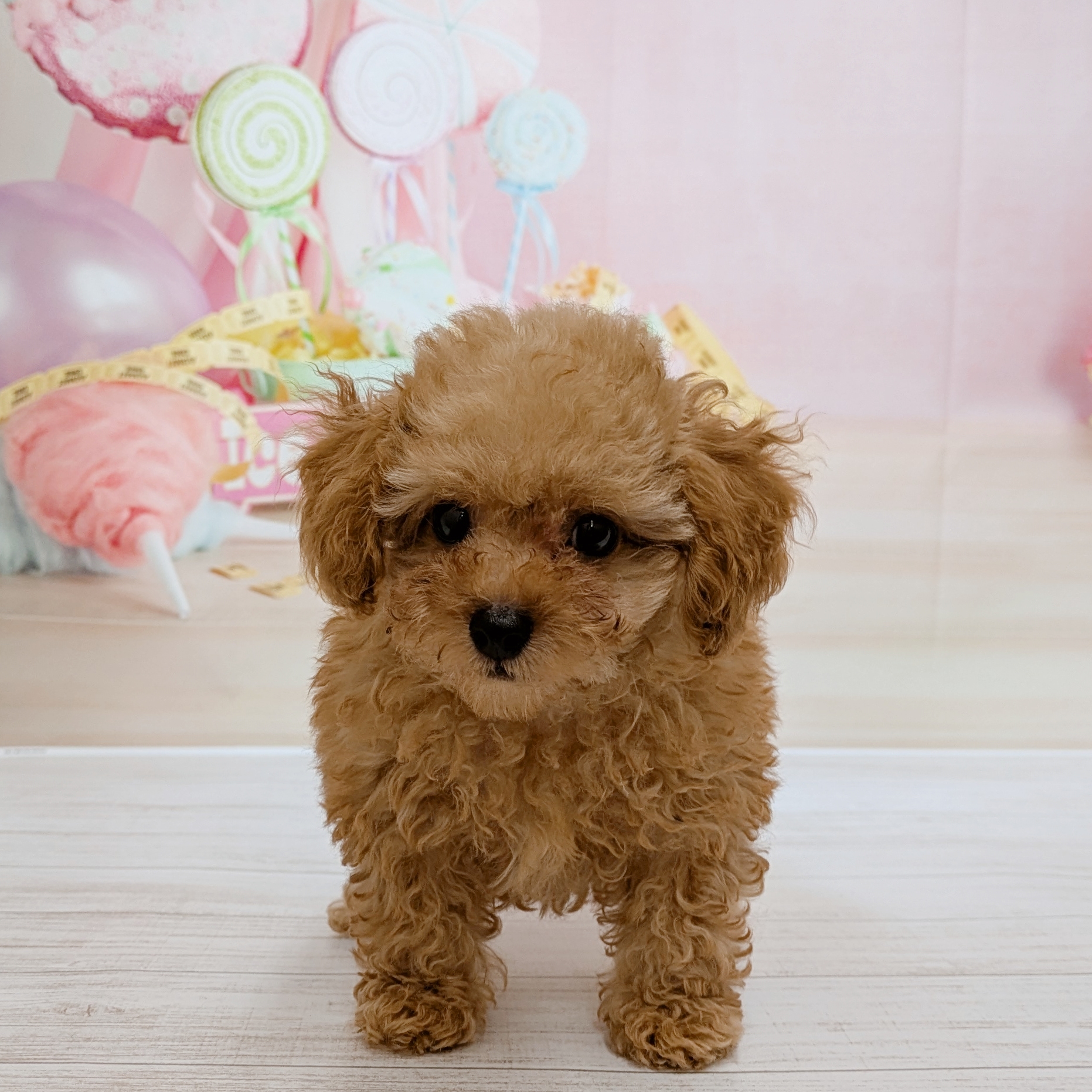 兵庫県のトイプードル(トイ) (犬の家＆猫の里尼崎店/2026年5月13日生まれ/男の子/オレンジフォーン)の子犬の1枚目の画像