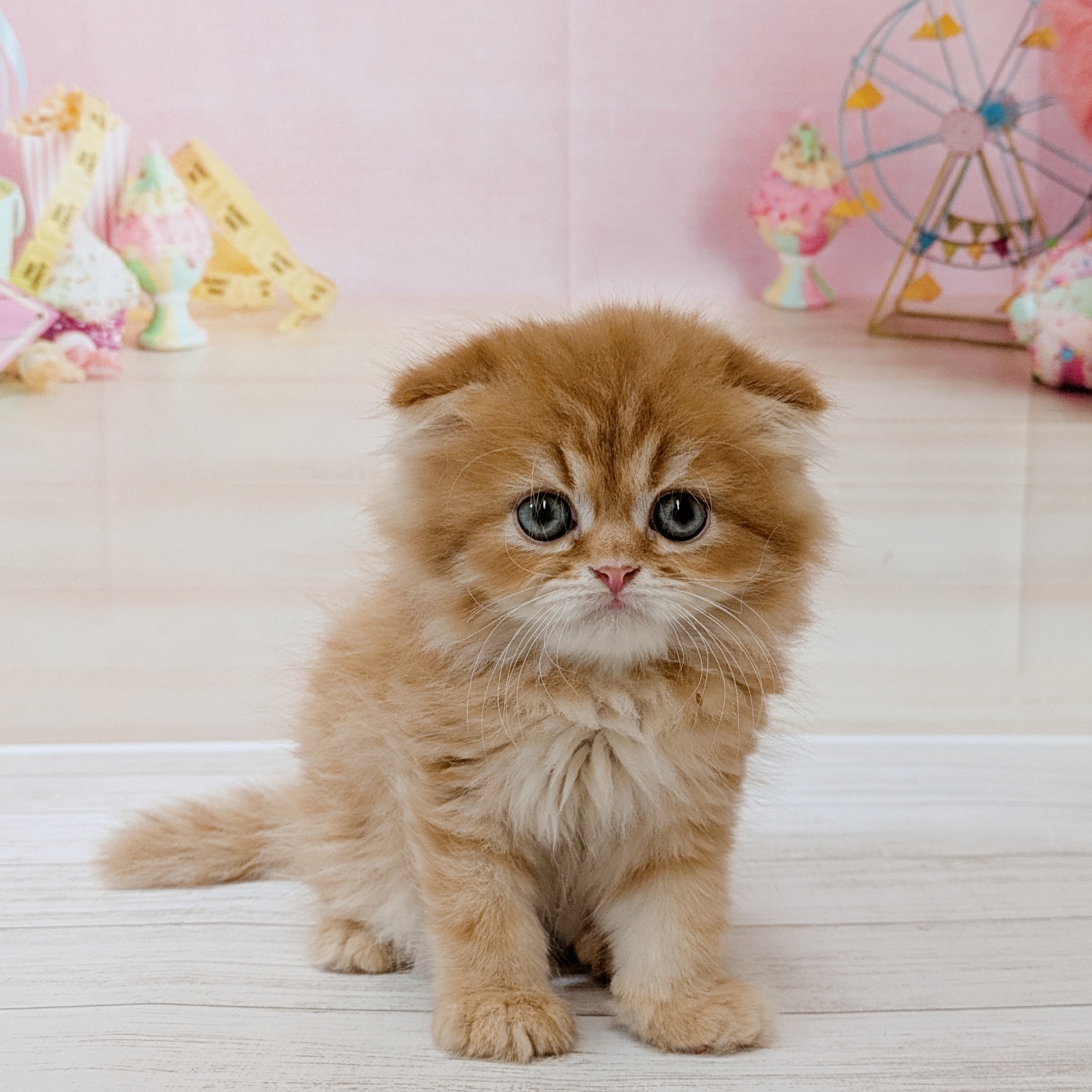 兵庫県のスコティッシュフォールド (犬の家＆猫の里尼崎店/2026年5月13日生まれ/男の子/レッドタビーホワイト)の子猫の1枚目の画像