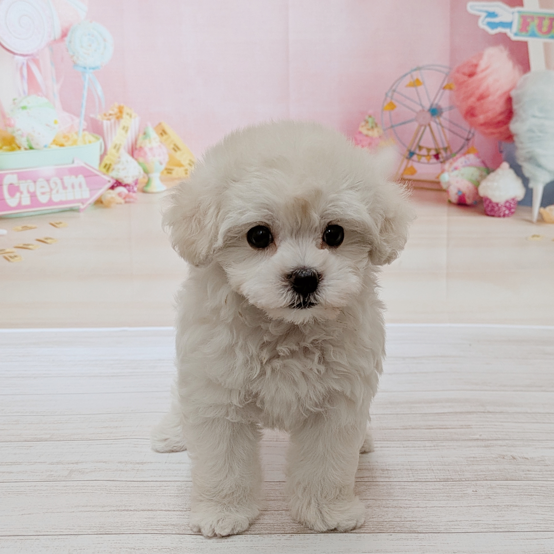 兵庫県のマルプー(マルチーズ×プードル) (犬の家＆猫の里尼崎店/2026年5月22日生まれ/女の子/ホワイト)の子犬の1枚目の画像