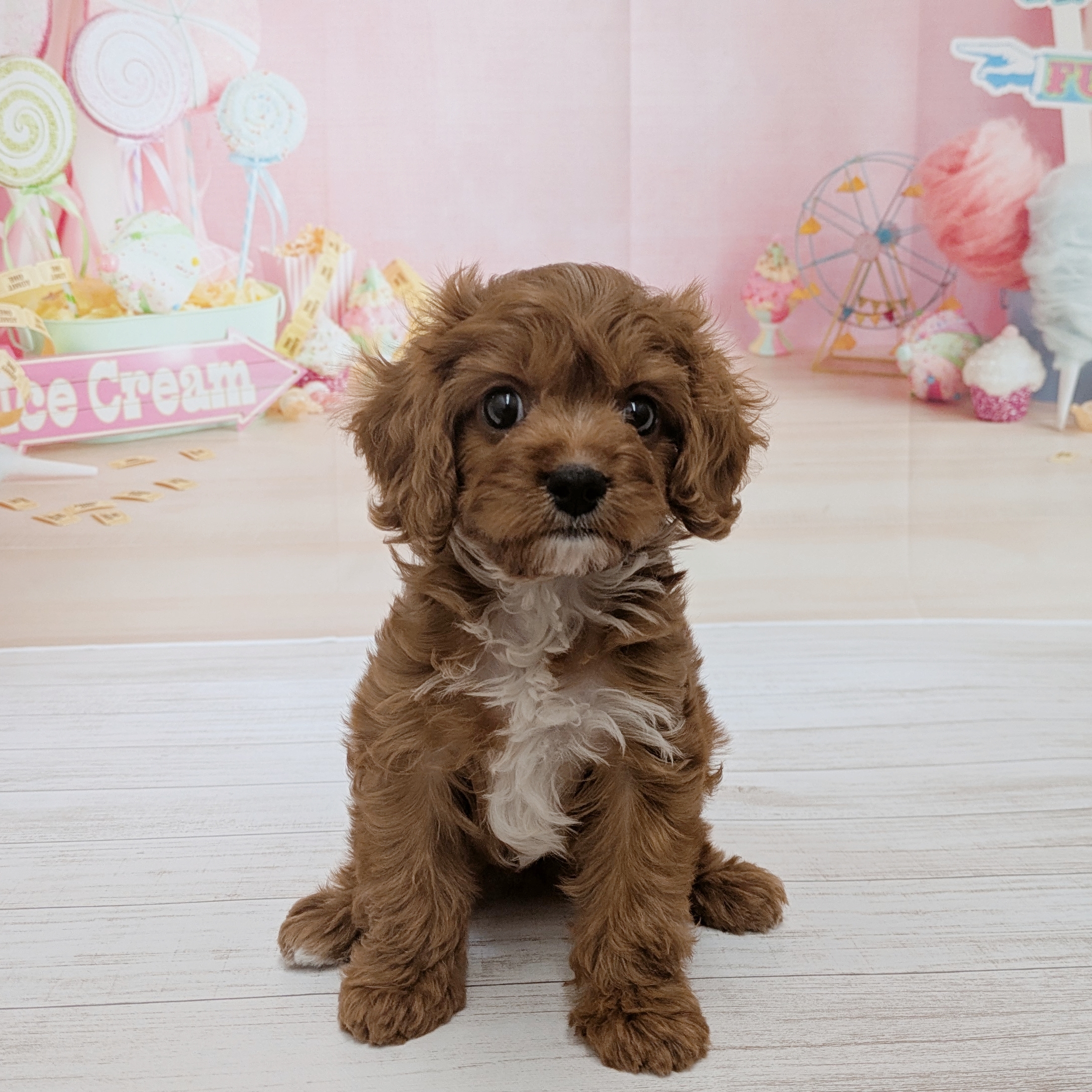 兵庫県のキャバプー(キャバリア×プードル) (犬の家＆猫の里尼崎店/2026年5月28日生まれ/女の子/レッドホワイト)の子犬の1枚目の画像