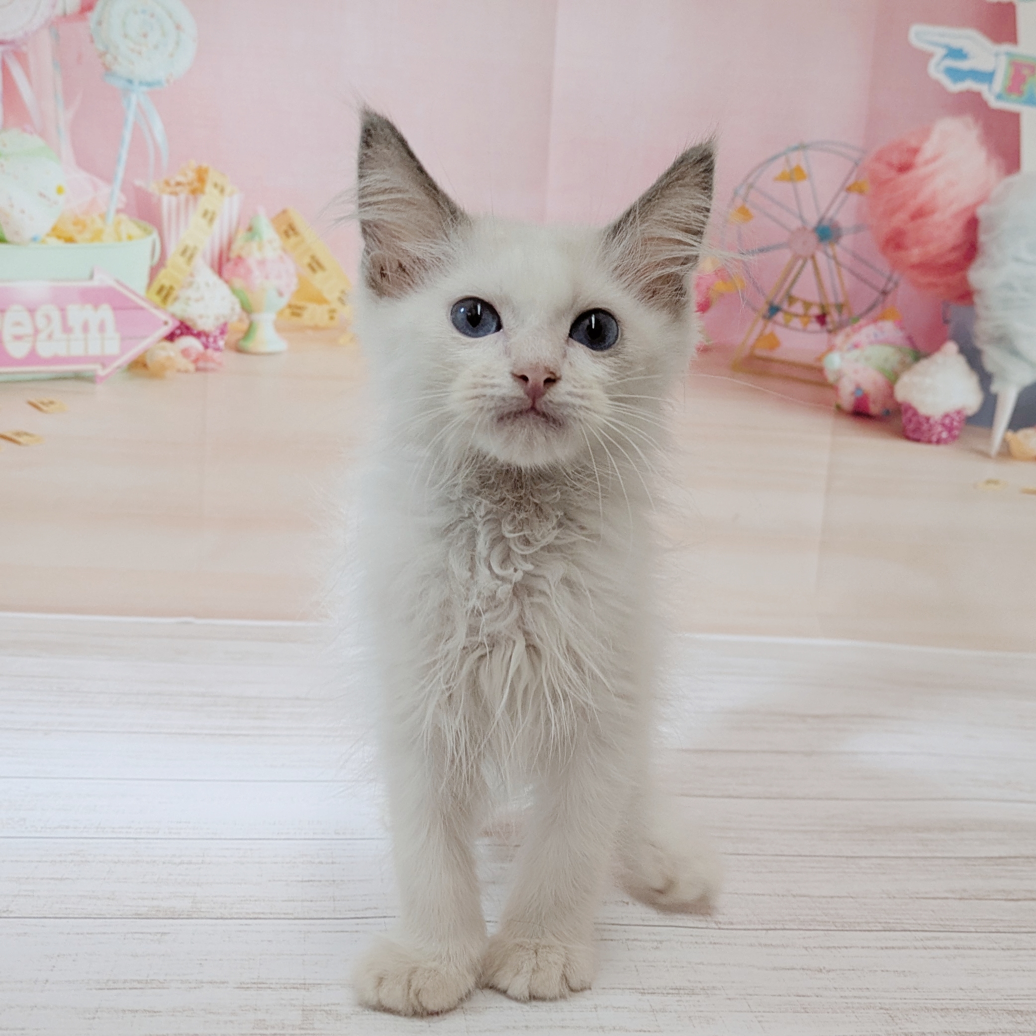 兵庫県のラグドール (犬の家＆猫の里尼崎店/2026年5月13日生まれ/男の子/ブルーポイントバイカラー)の子猫の1枚目の画像