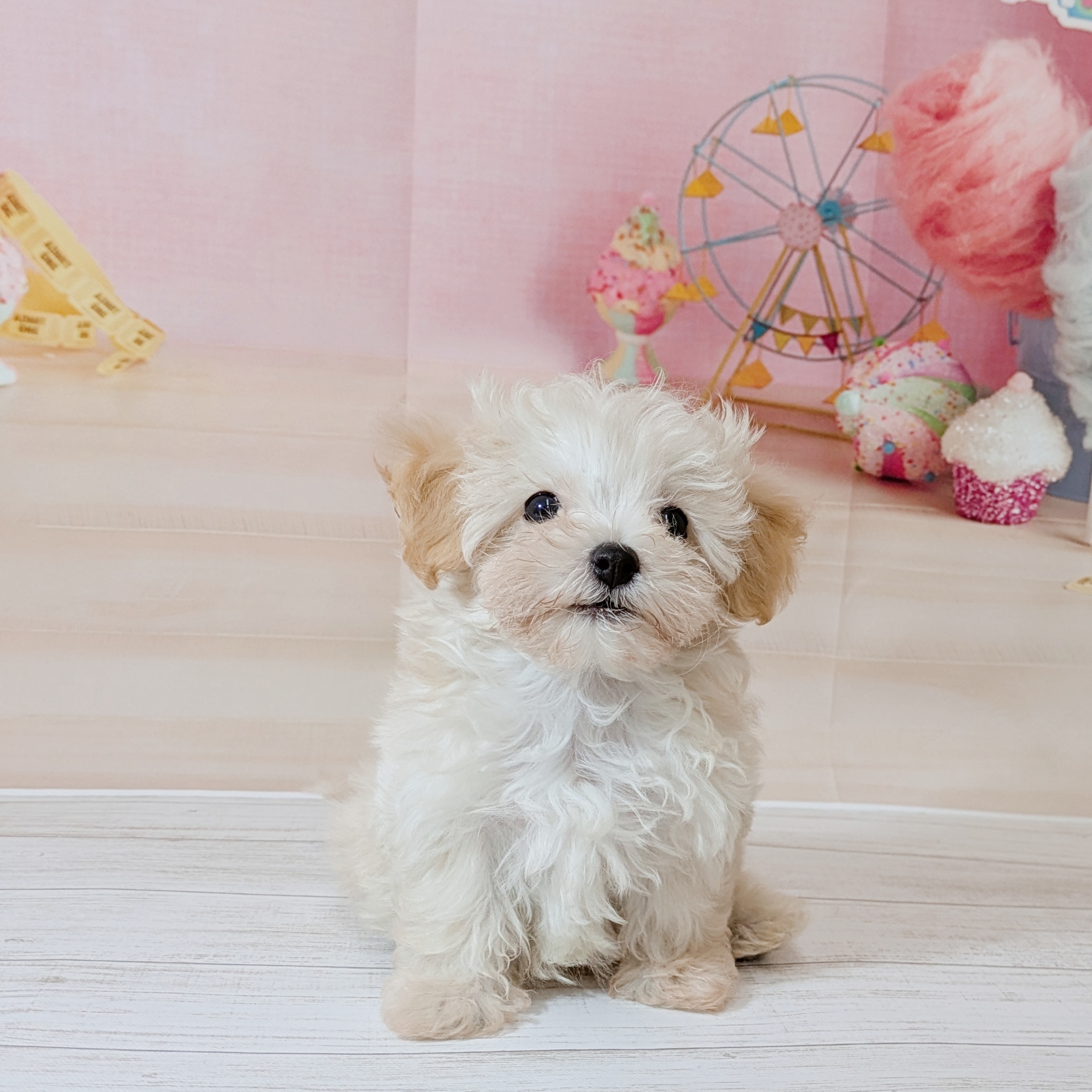 兵庫県のマルプー(マルチーズ×プードル) (犬の家＆猫の里尼崎店/2026年5月30日生まれ/男の子/クリーム)の子犬の2枚目の画像
