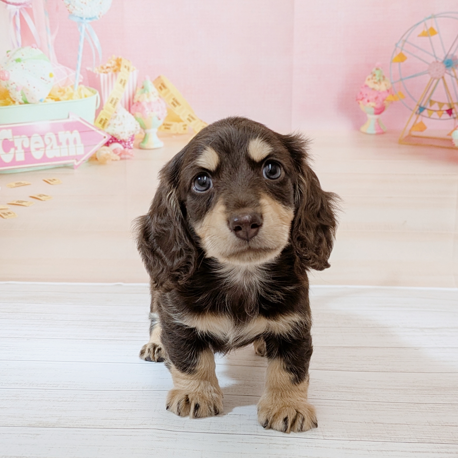 兵庫県のミニチュアダックスフンド(ロング) (犬の家＆猫の里尼崎店/2026年6月7日生まれ/男の子/チョコレートタン)の子犬の1枚目の画像
