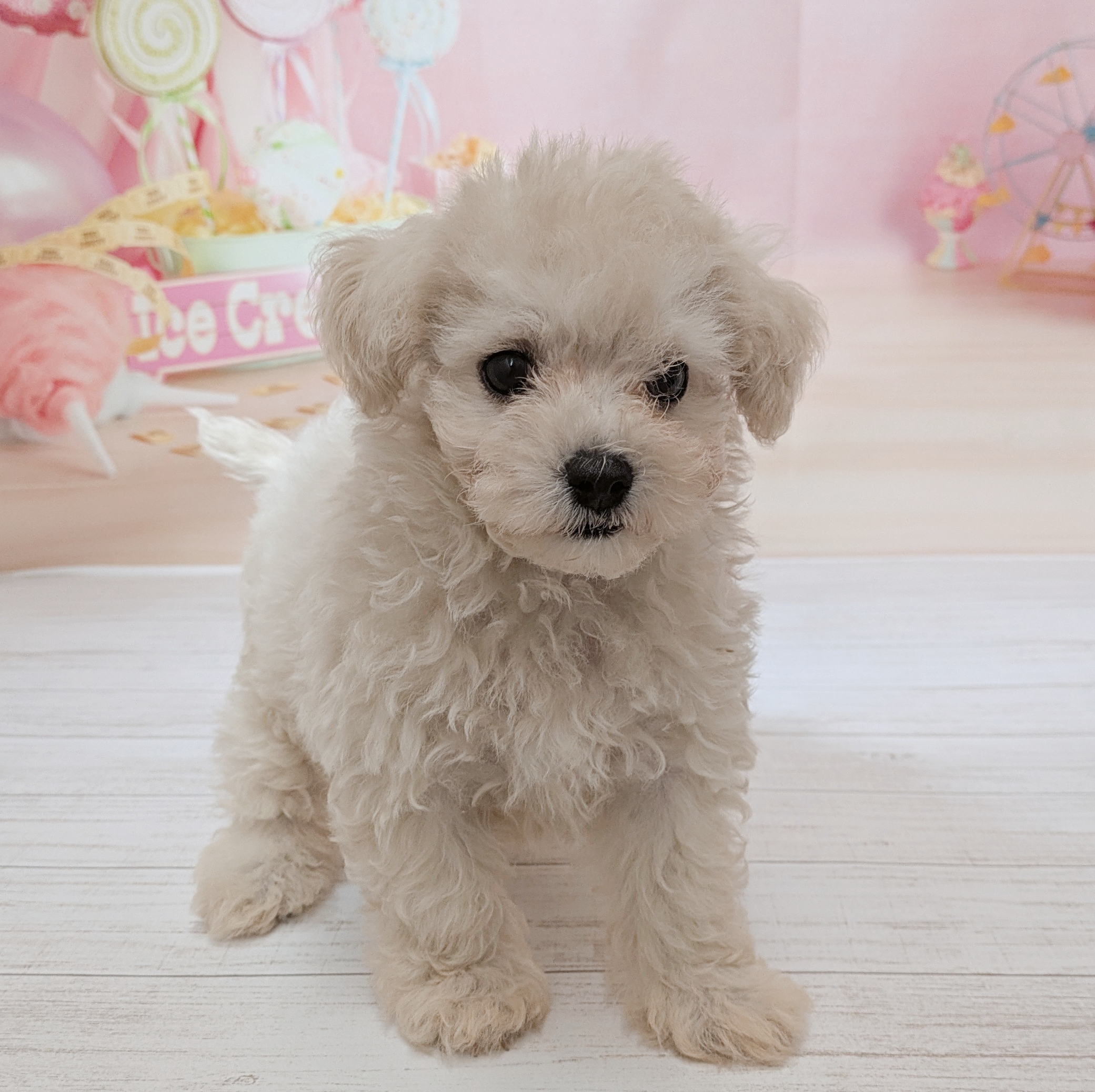兵庫県のマルプー(マルチーズ×プードル) (犬の家＆猫の里尼崎店/2026年7月15日生まれ/男の子/クリームホワイト)の子犬の2枚目の画像