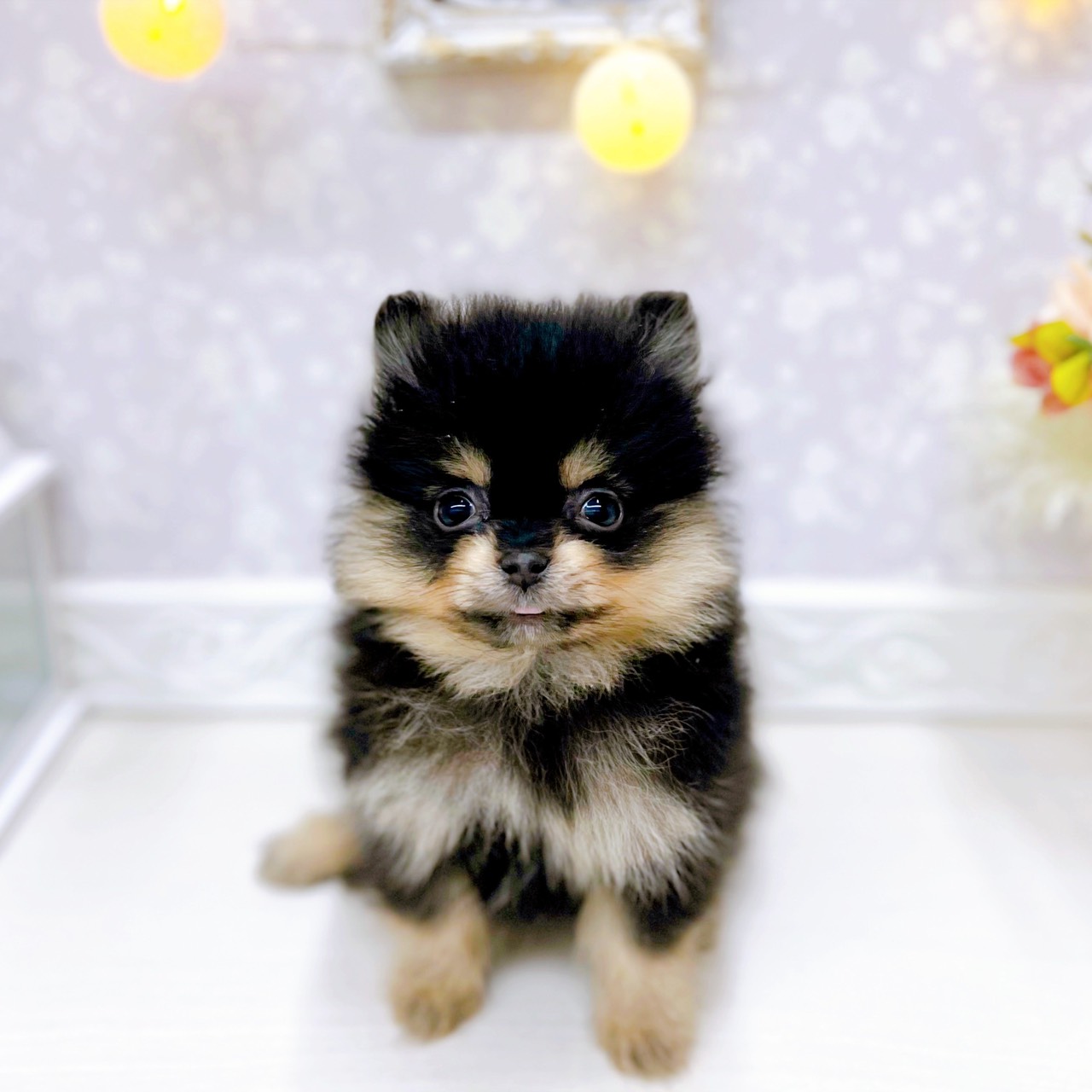 ポメラニアン男の子の写真