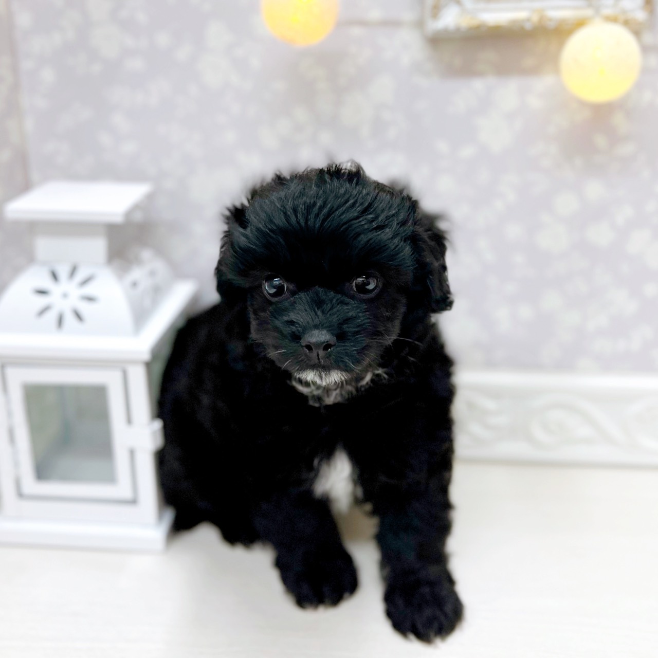 富山県のチワプー/プーチー(チワワ×プードル) (犬の家＆猫の里アミーゴ山室店/2025年10月12日生まれ/男の子/ブラックホワイト)の子犬の2枚目の画像
