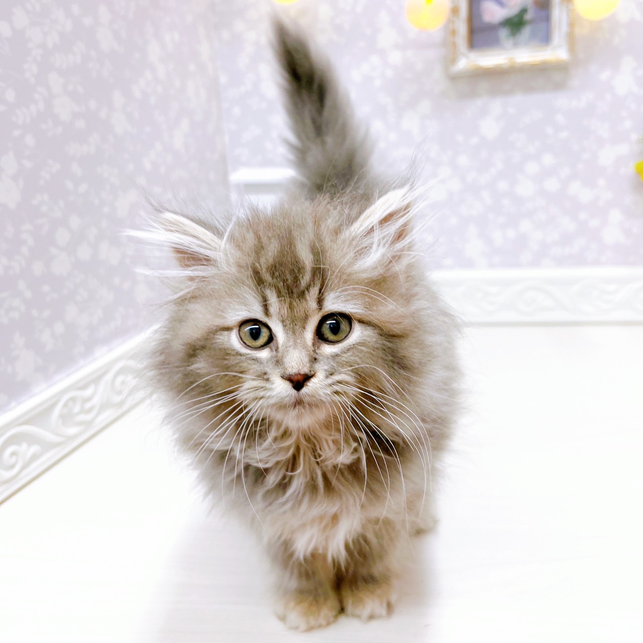 富山県のサイベリアン (犬の家＆猫の里アミーゴ山室店/2025年10月10日生まれ/男の子/ブルータビー)の子猫の1枚目の画像