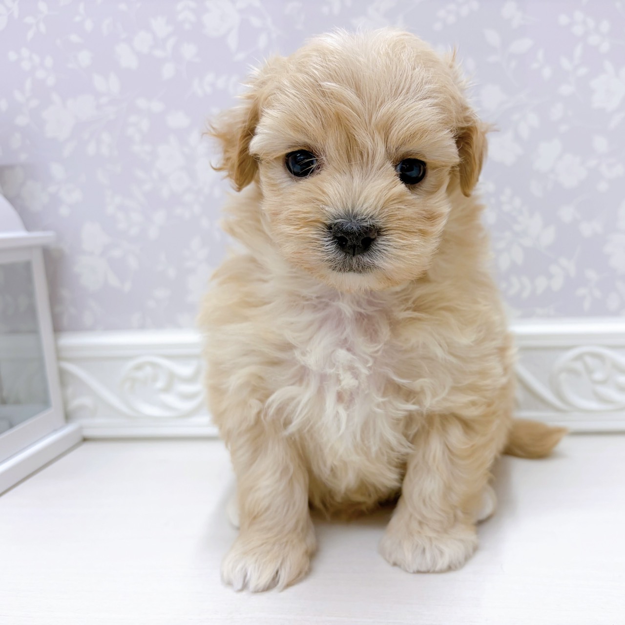富山県のマルプー(マルチーズ×プードル) (犬の家＆猫の里アミーゴ山室店/2025年9月13日生まれ/女の子/アプリコット)の子犬