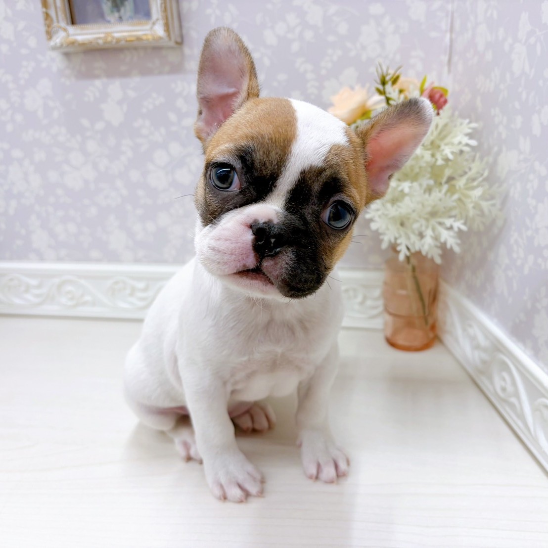 富山県のフレンチブルドッグ (犬の家＆猫の里アミーゴ山室店/2025年9月13日生まれ/女の子/ホワイトフォーン)の子犬の1枚目の画像