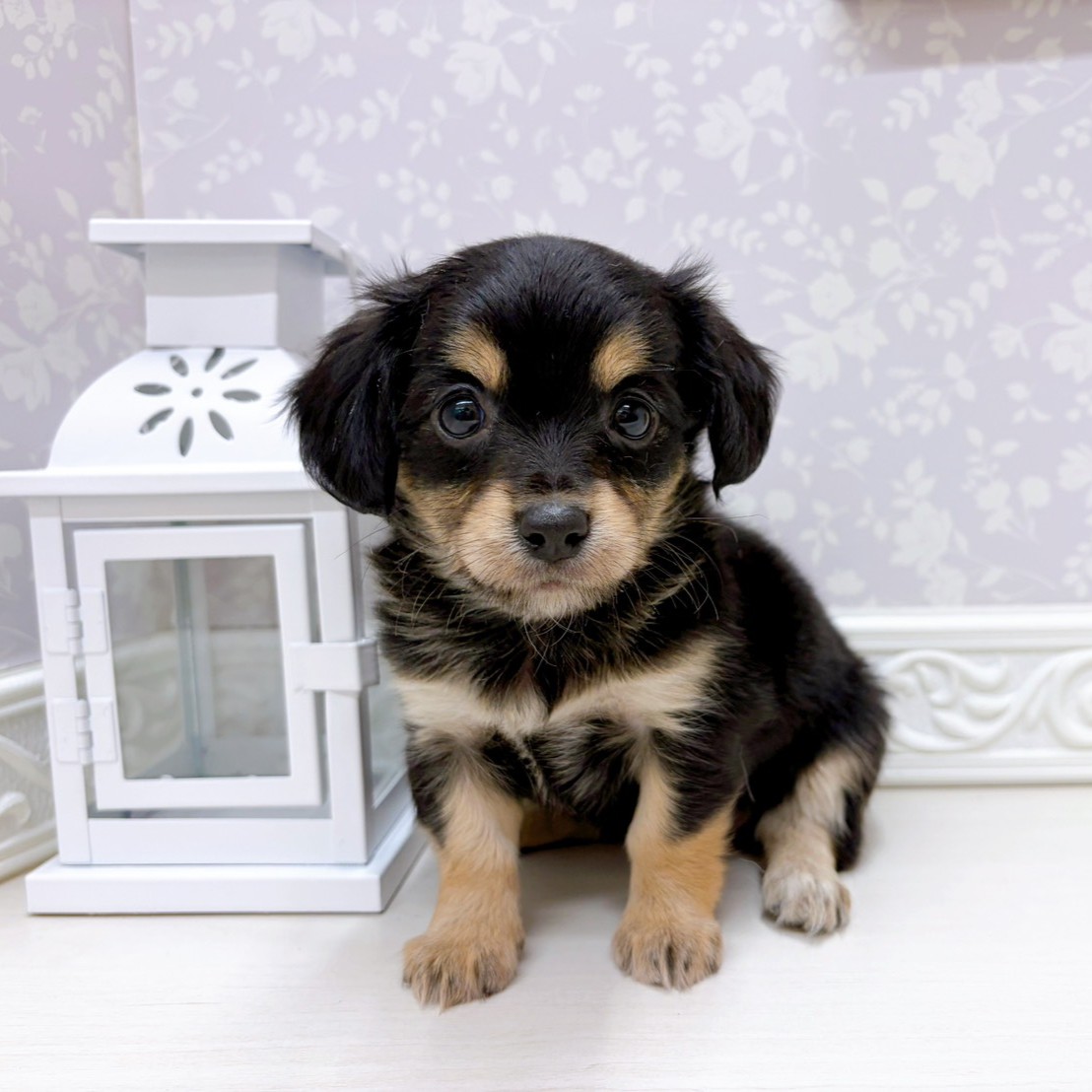 富山県のチワックス(チワワ×ダックス) (犬の家＆猫の里アミーゴ山室店/2025年9月14日生まれ/女の子/ブラックタン)の子犬の1枚目の画像