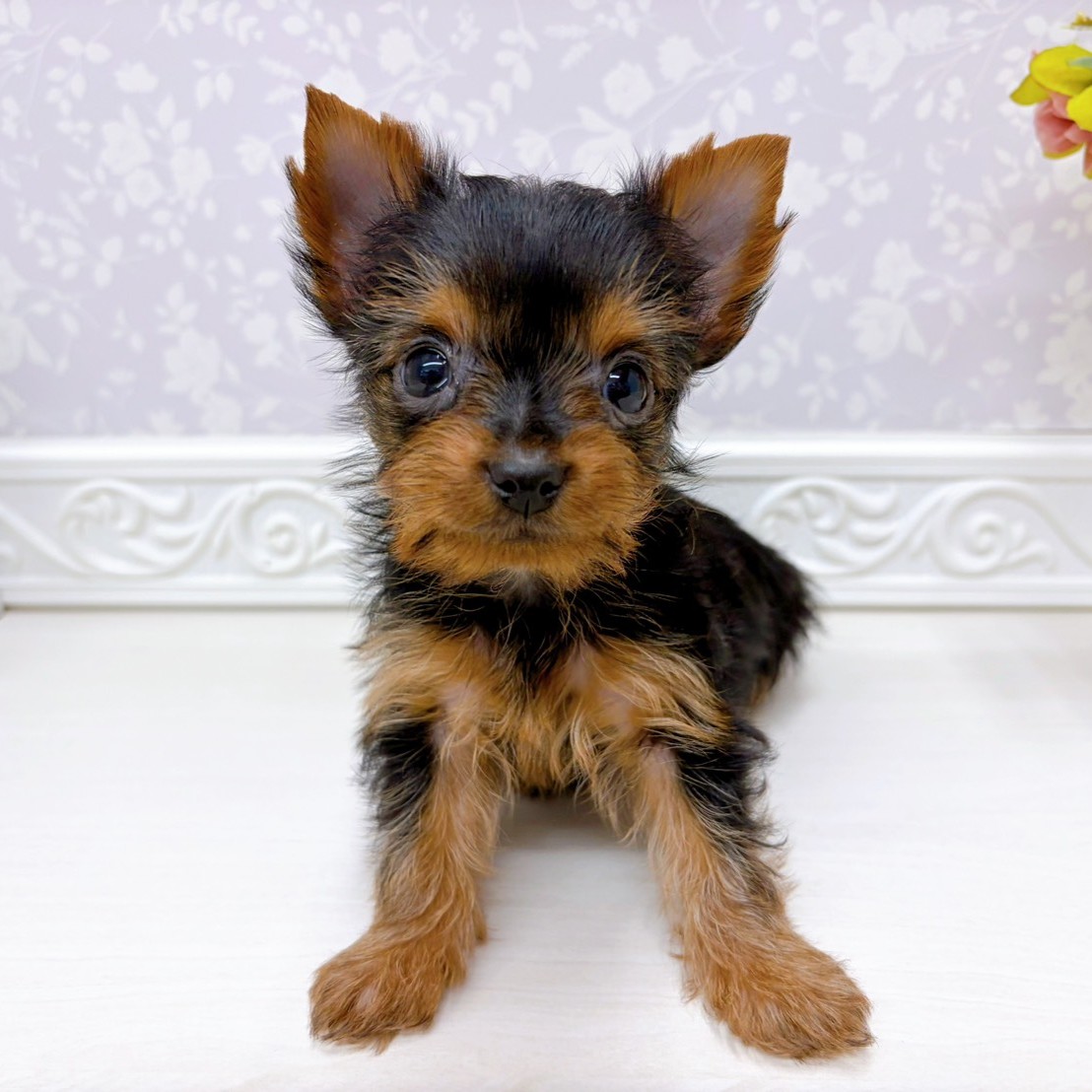 富山県のヨークシャーテリア (犬の家＆猫の里アミーゴ山室店/2025年9月15日生まれ/女の子/スチールブルータン)の子犬の1枚目の画像