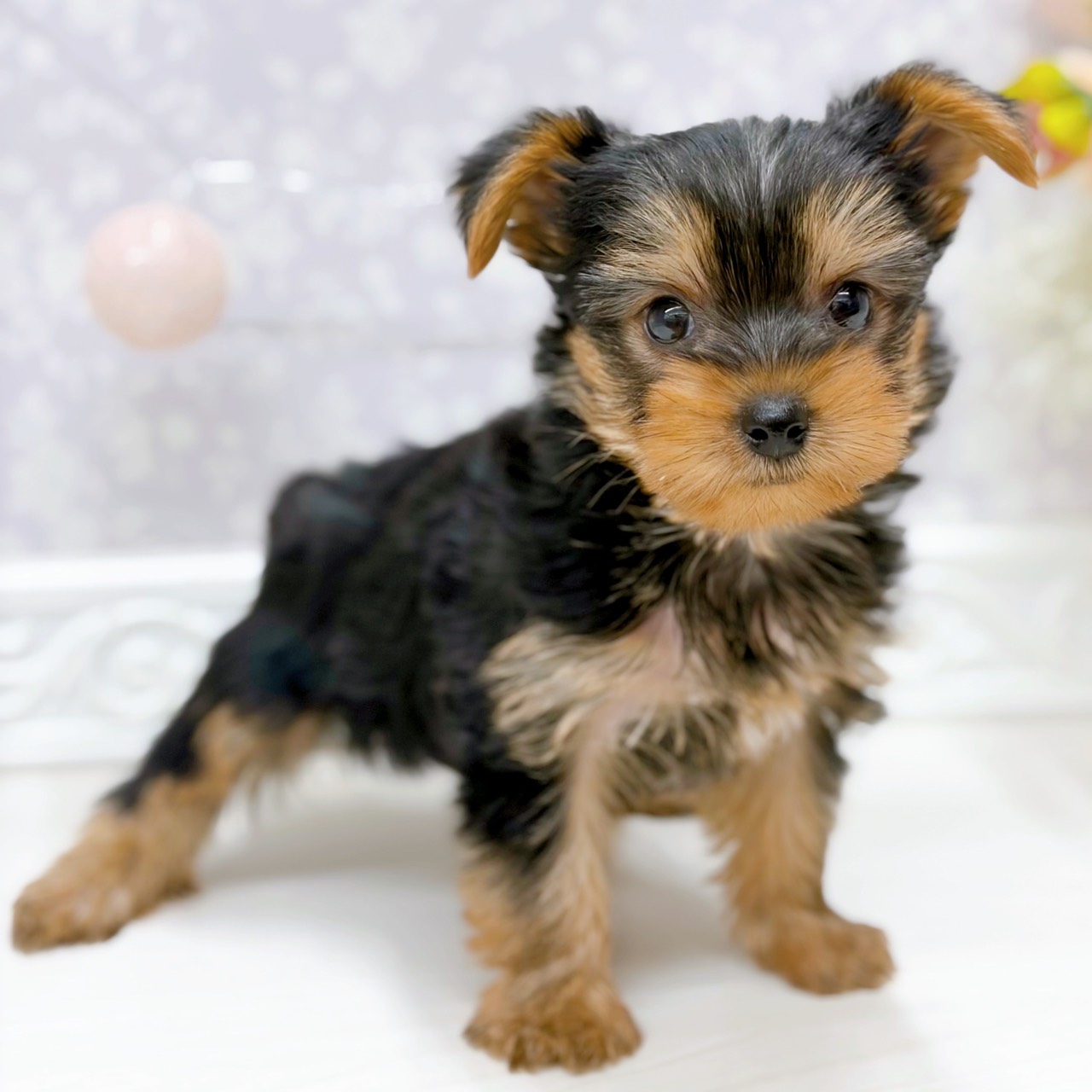 ヨークシャーテリア男の子の写真