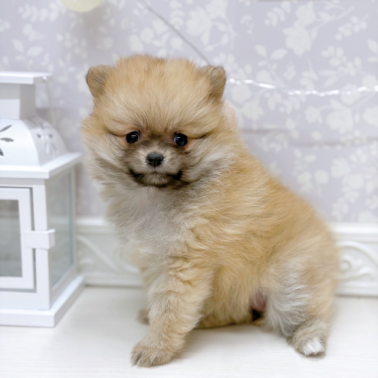 ポメラニアン女の子の写真