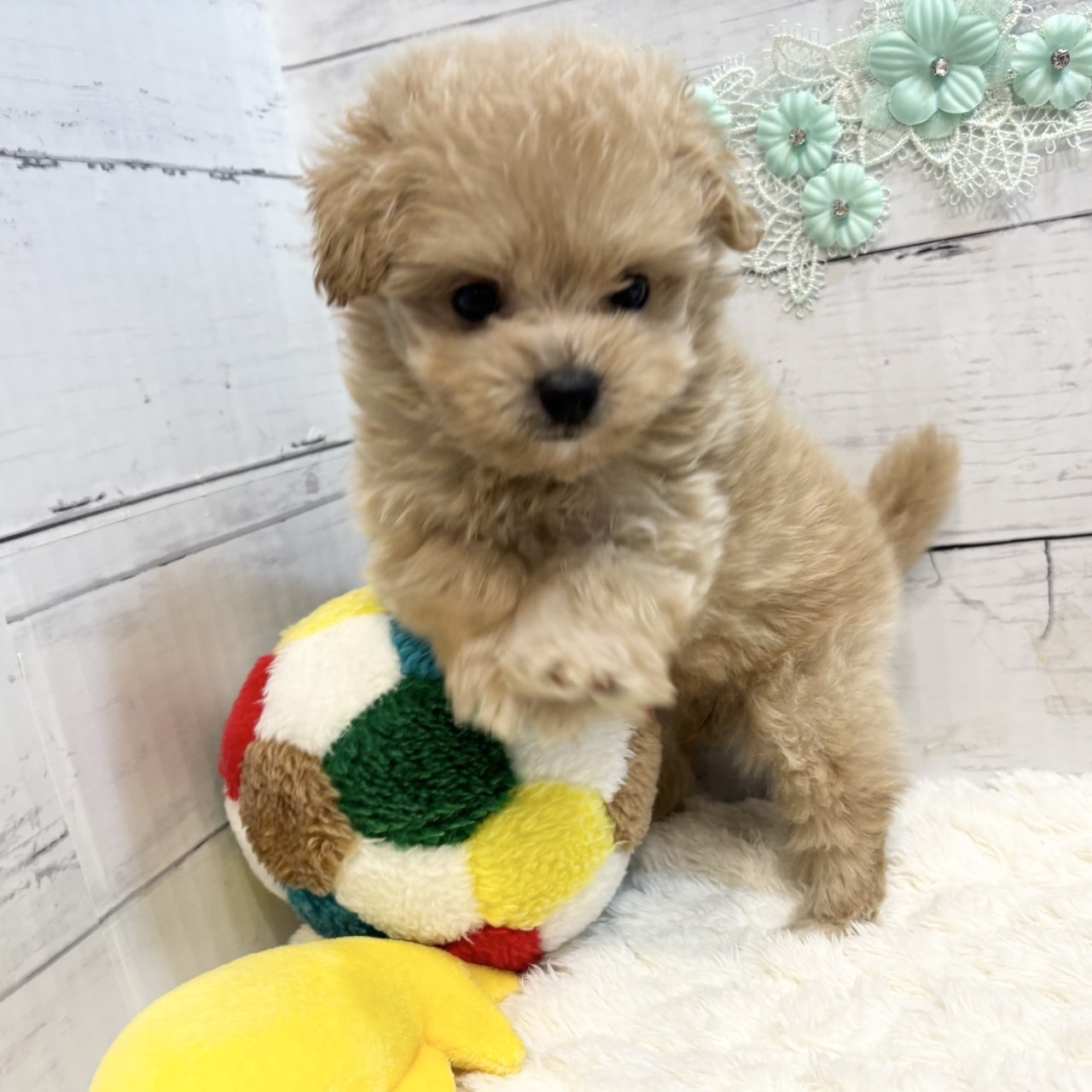 長野県のポメプー(ポメラニアン×プードル) (犬の家＆猫の里カインズ梓川店/2025年6月30日生まれ/女の子/アプリコット)の子犬の2枚目の画像