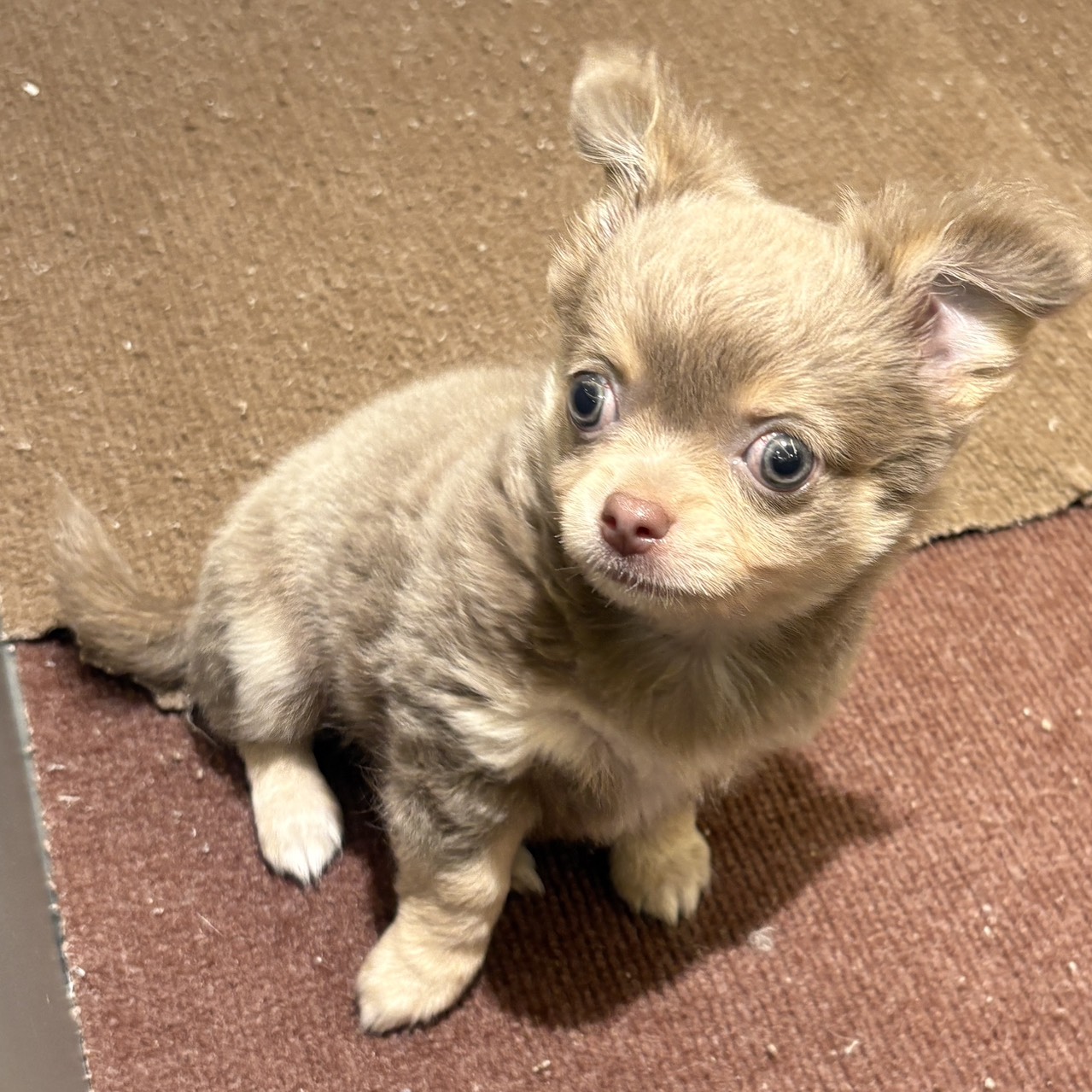 愛知県のチワワ(ロング) (犬の家＆猫の里春日井本店/2025年8月10日生まれ/男の子/イザベラクリーム)の子犬の1枚目の画像