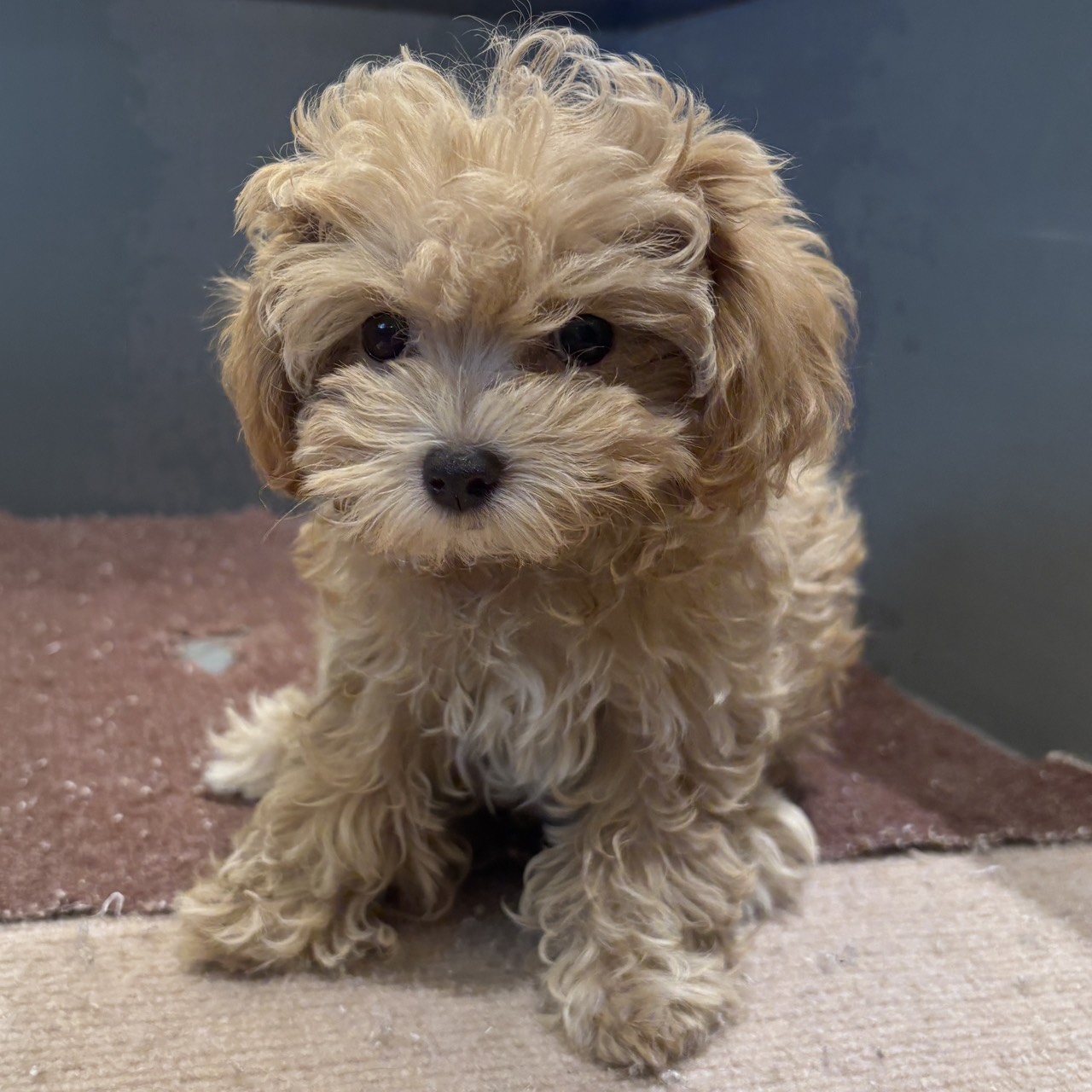 長野県のマルプー(マルチーズ×プードル) (犬の家&猫の里塩尻店/2025年8月4日生まれ/女の子/アプリコット)の子犬の2枚目の画像
