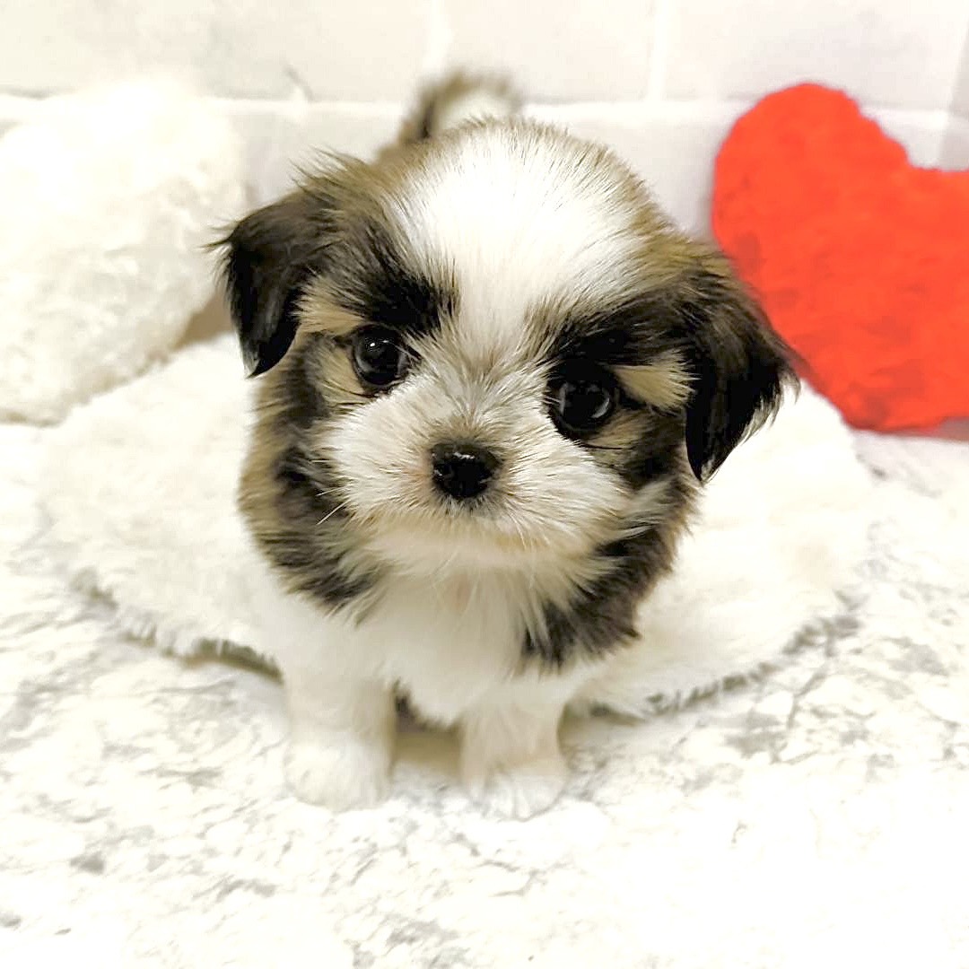 京都府のチワズー/チワシーズ(チワワ×シーズー) (犬の家＆猫の里京都精華店/2025年9月10日生まれ/男の子/ホワイトゴールド)の子犬の1枚目の画像