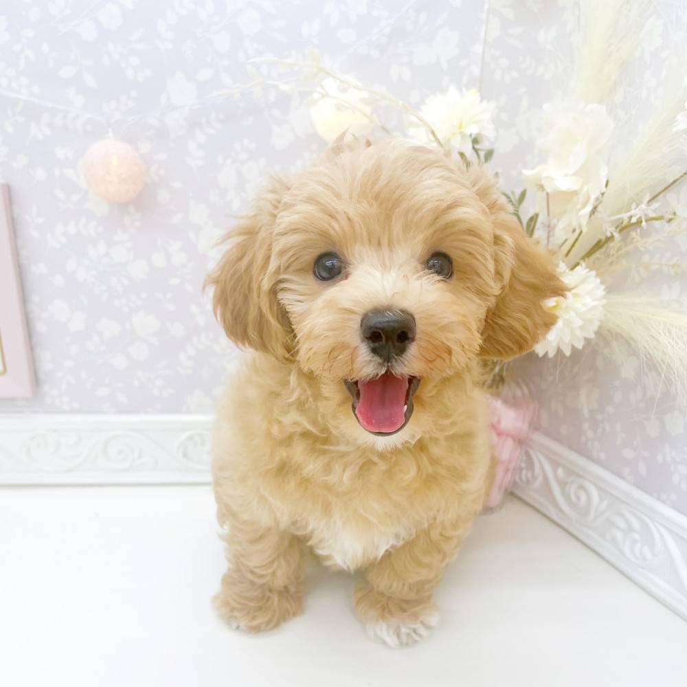 富山県のマルプー(マルチーズ×プードル) (犬の家＆猫の里富山店/2026年4月6日生まれ/男の子/アプリコットホワイト)の子犬の1枚目の画像