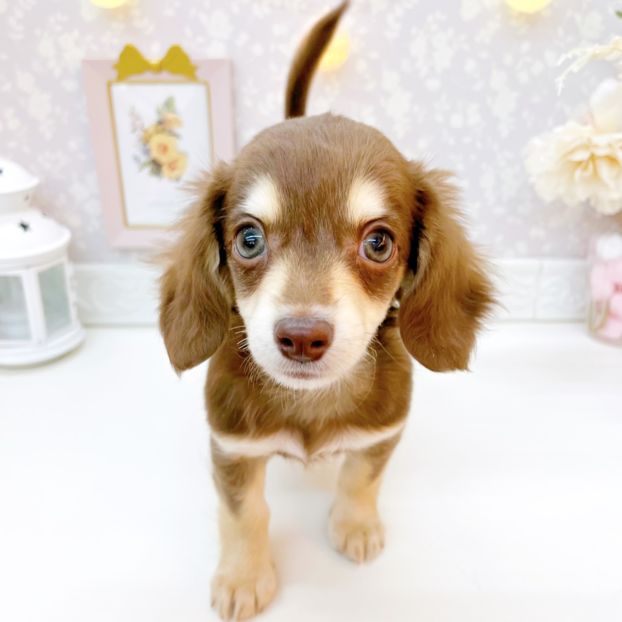 富山県のチワックス(チワワ×ダックス) (犬の家＆猫の里富山店/2026年4月7日生まれ/女の子/チョコレートクリーム)の子犬の2枚目の画像