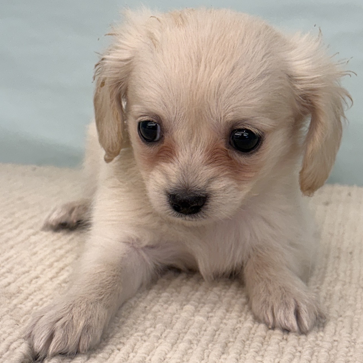 愛知県のチワックス(チワワ×ダックス) (犬の家＆猫の里春日井本店/2025年8月23日生まれ/女の子/クリーム)の子犬の1枚目の画像