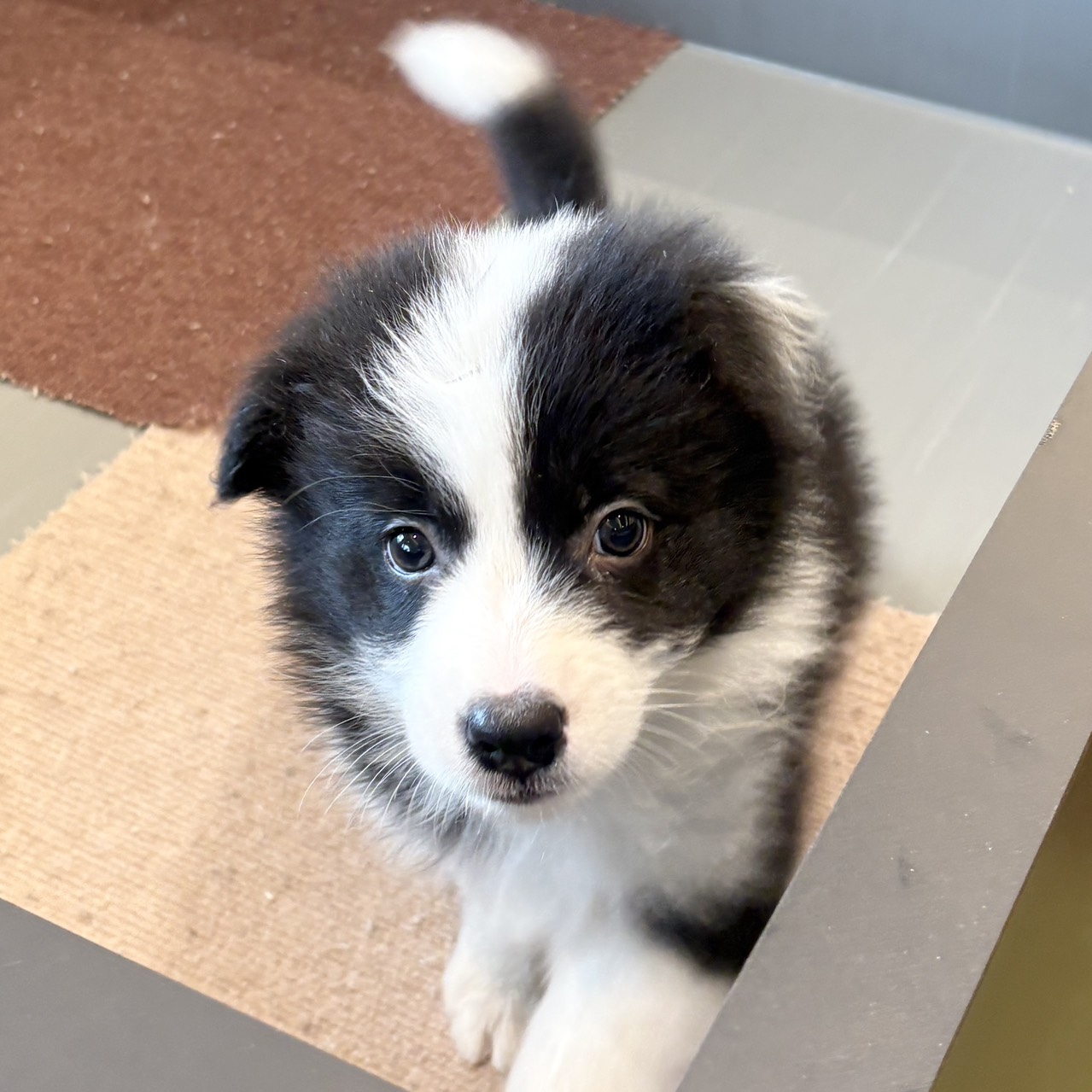 愛知県のボーダーコリー (犬の家＆猫の里春日井本店/2025年8月29日生まれ/女の子/ブラックホワイト)の子犬の1枚目の画像