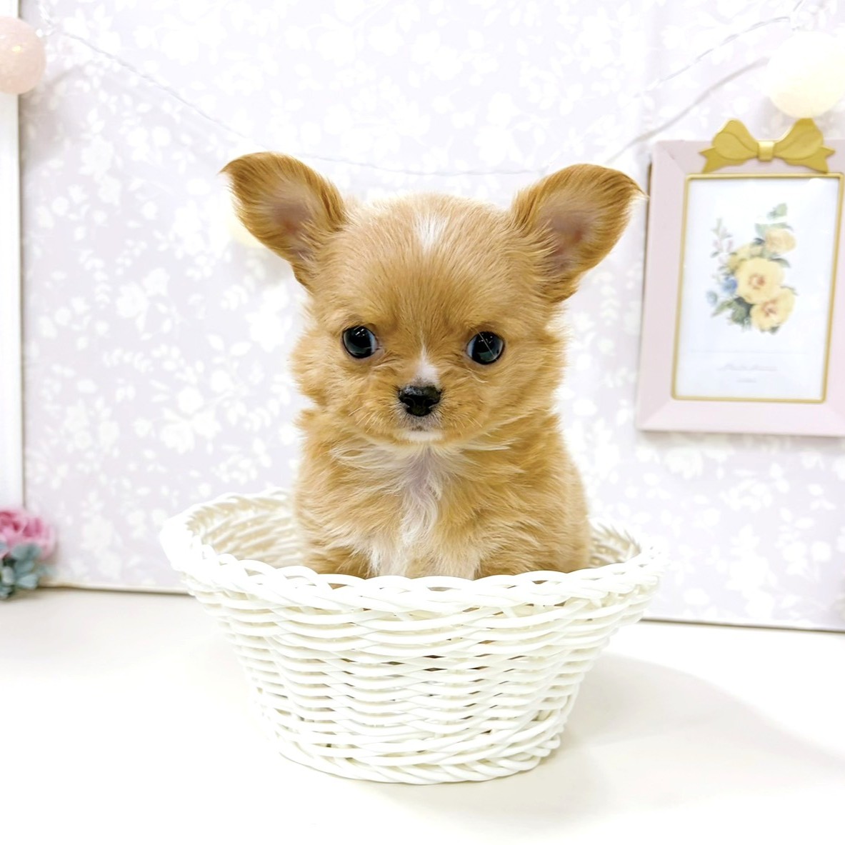 富山県のチワワ(ロング) (犬の家＆猫の里アミーゴ高岡蓮花寺店/2026年3月1日生まれ/男の子/レッドホワイト)の子犬の1枚目の画像
