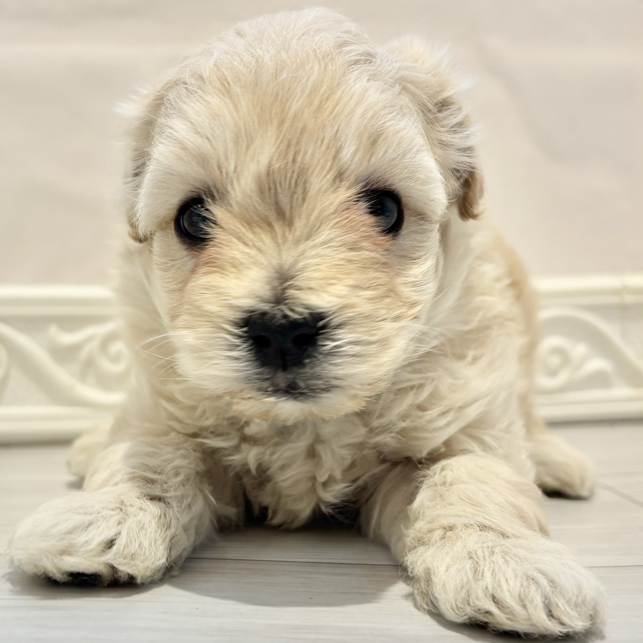 ハーフ犬男の子の写真