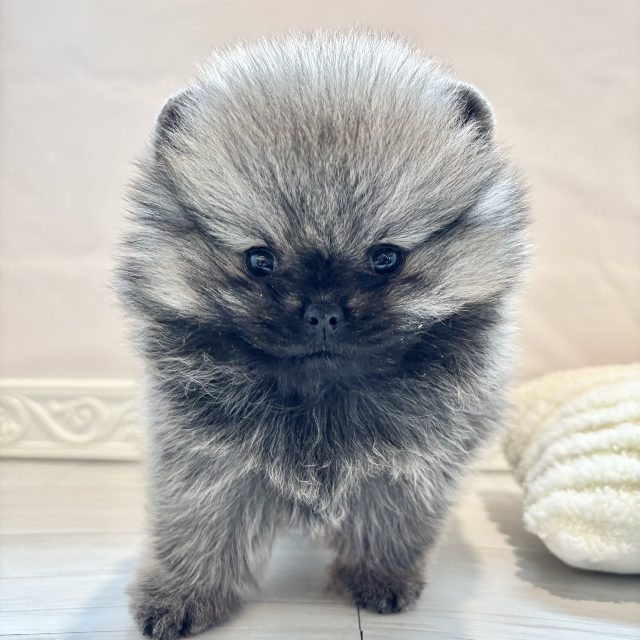 ポメラニアン女の子の写真