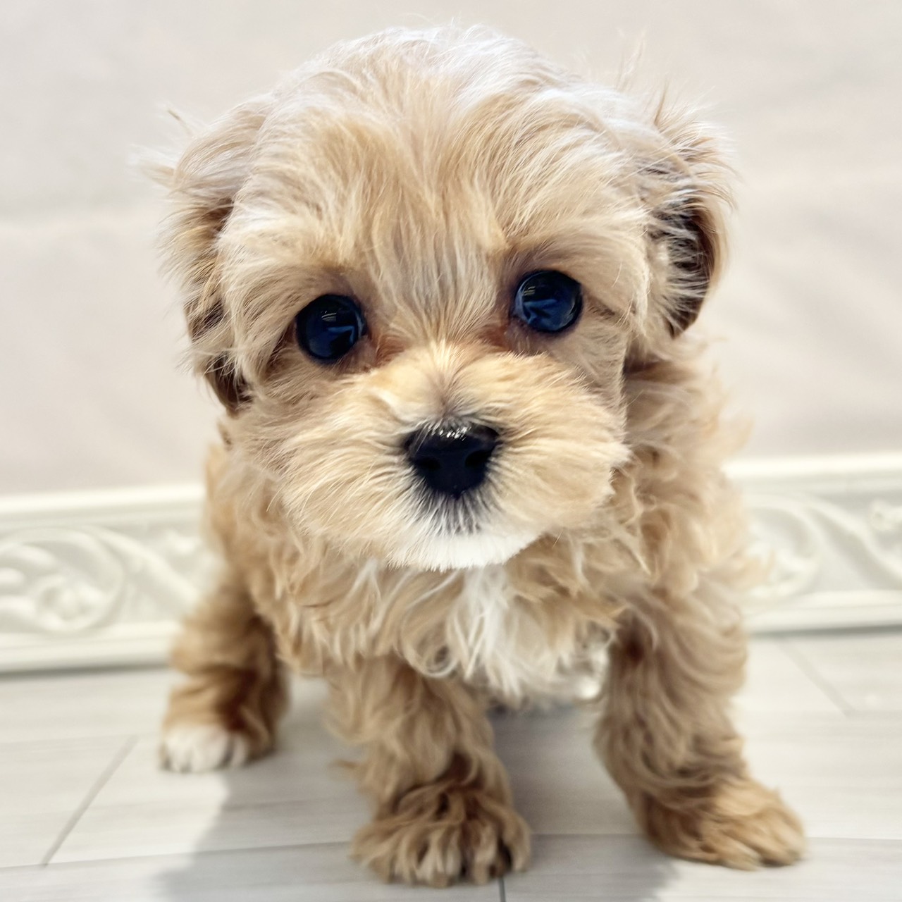 ハーフ犬女の子の写真