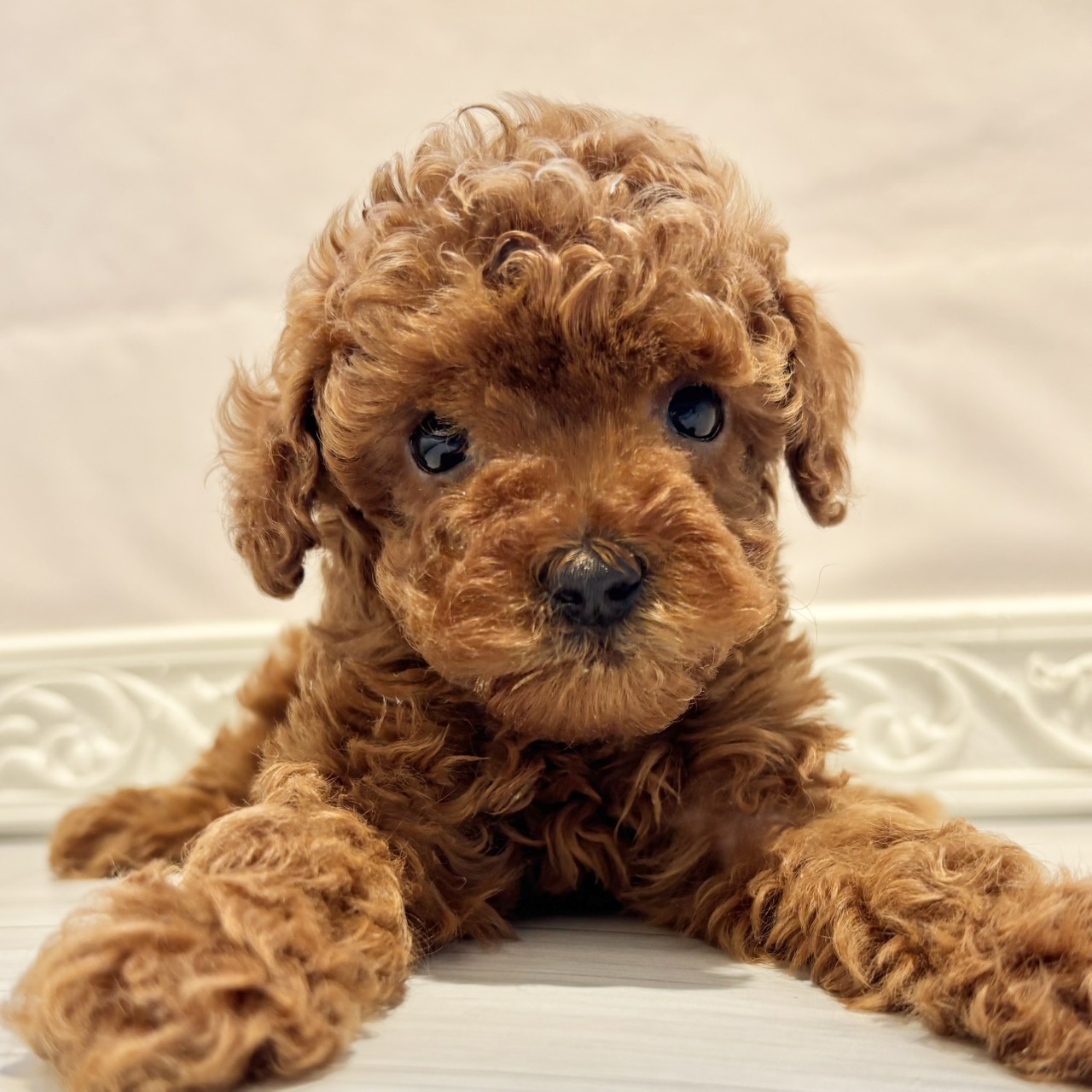 愛知県のトイプードル(トイ) (犬の家＆猫の里春日井本店/2025年12月2日生まれ/女の子/アプリコット)の子犬の2枚目の画像