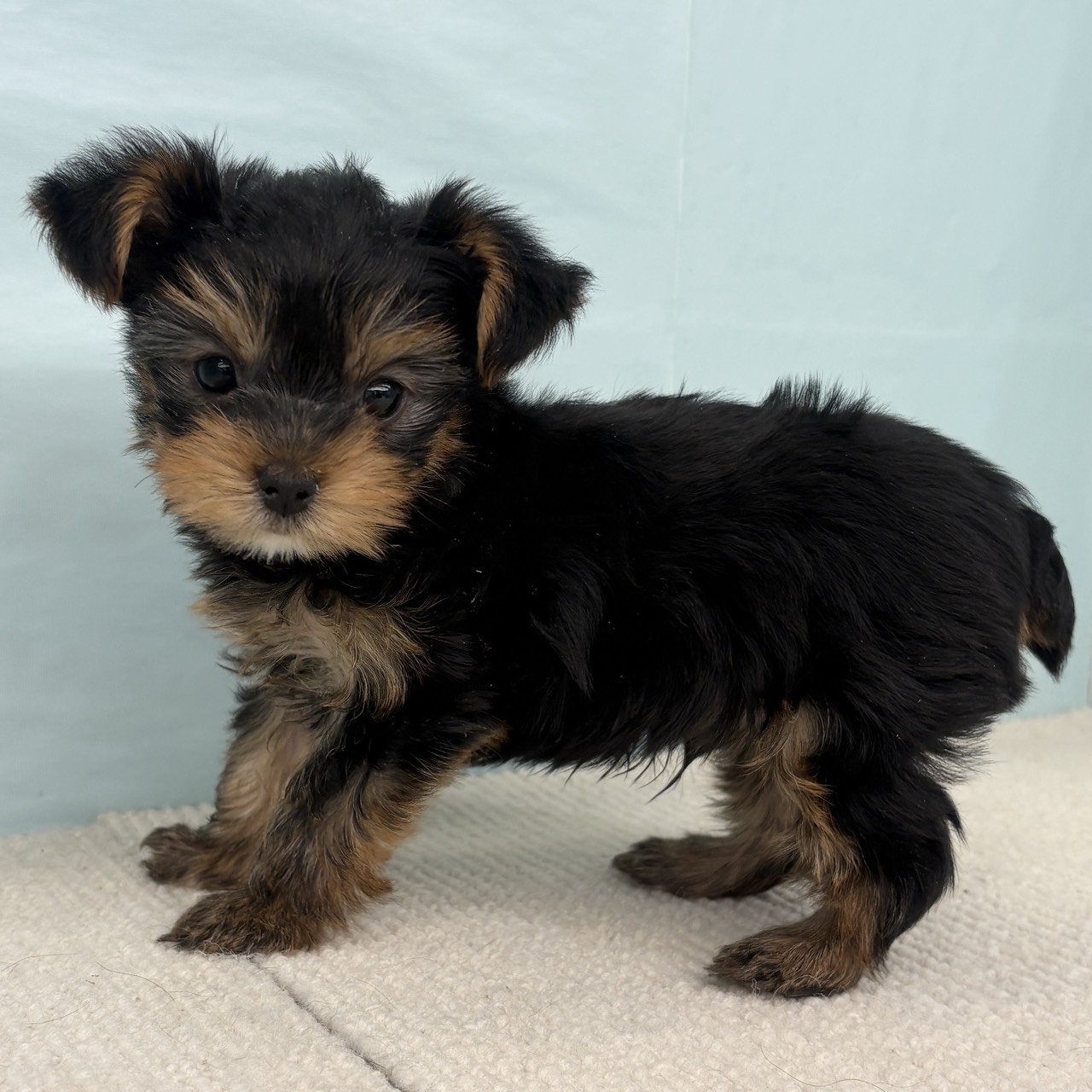 愛知県のヨークシャーテリア (犬の家＆猫の里春日井本店/2025年9月2日生まれ/男の子/スチールブルータン)の子犬の1枚目の画像