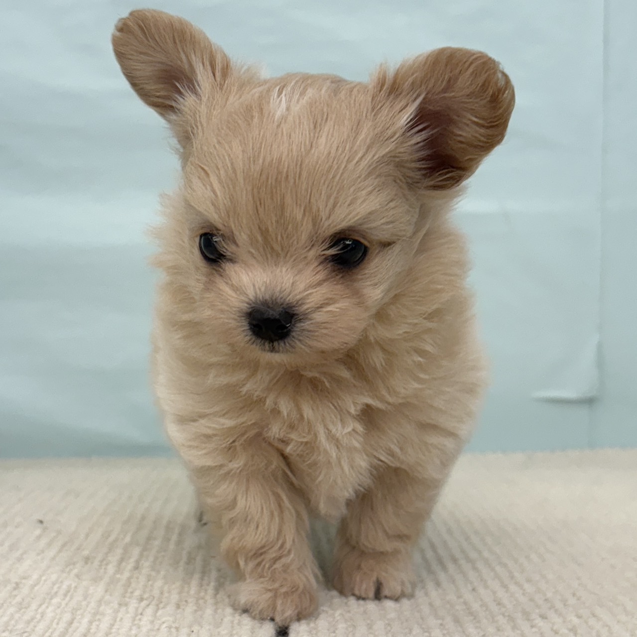 愛知県のチワプー/プーチー(チワワ×プードル) (犬の家&猫の里春日井本店/2025年9月3日生まれ/女の子/クリーム)の子犬の1枚目の画像