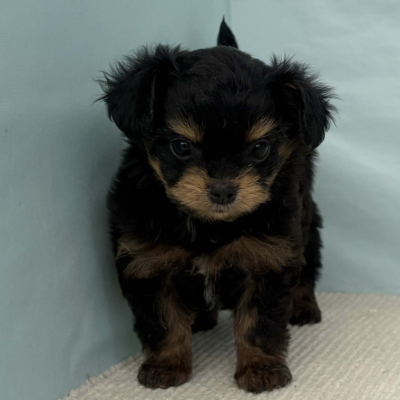 愛知県のチワプー/プーチー(チワワ×プードル) (犬の家&猫の里春日井本店/2025年9月3日生まれ/女の子/ブラックタン)の子犬の1枚目の画像