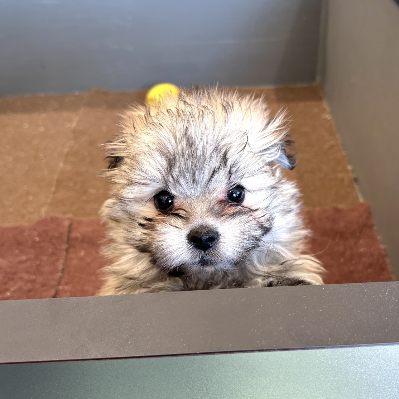 東京都のポメマル/マルポメ(ポメラニアン×マルチーズ) (犬の家＆猫の里ペットフォレスト小平店/2025年12月20日生まれ/女の子/オレンジセーブル)の子犬の2枚目の画像