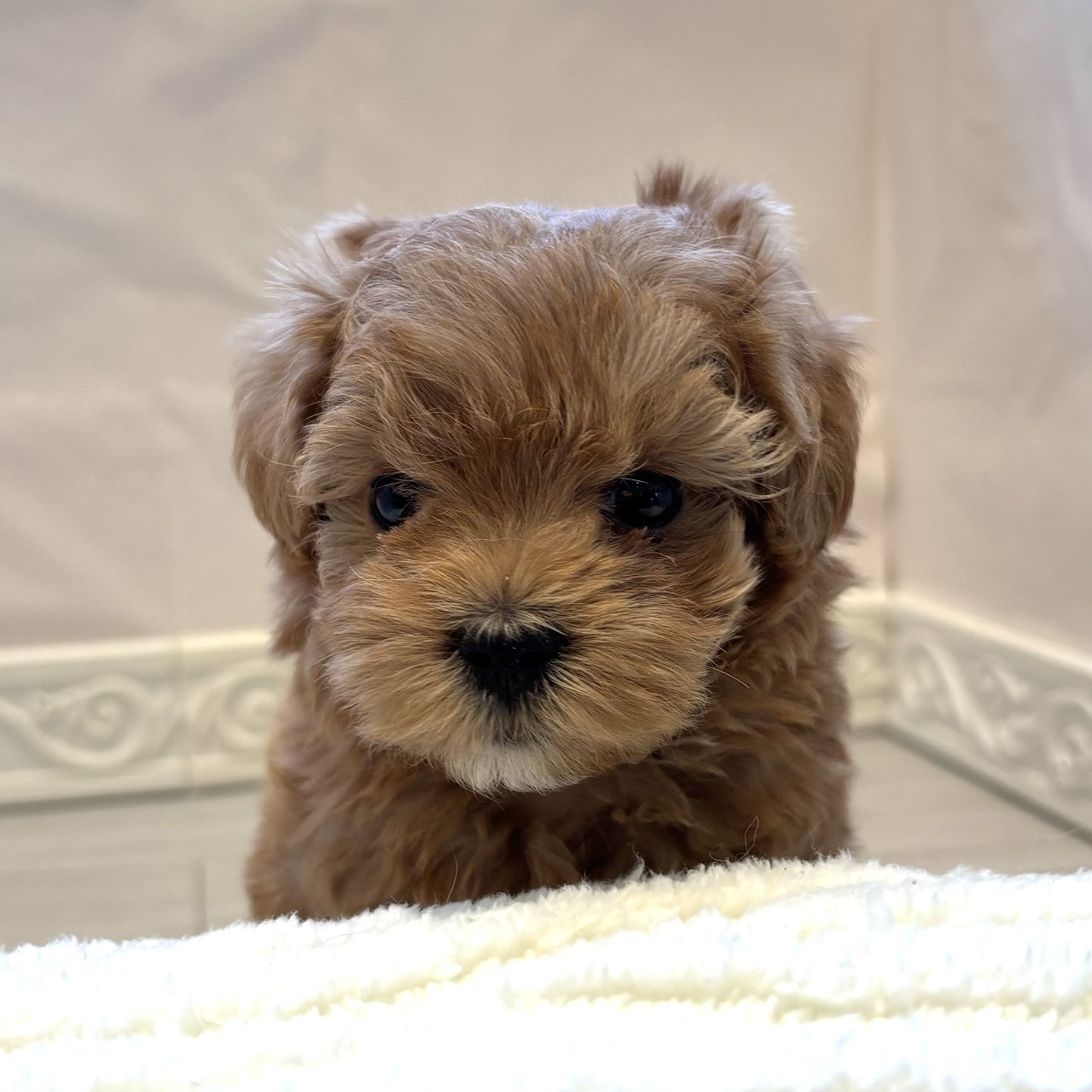 愛知県のマルプー(マルチーズ×プードル) (犬の家＆猫の里春日井本店/2025年12月22日生まれ/男の子/アプリコット)の子犬の1枚目の画像