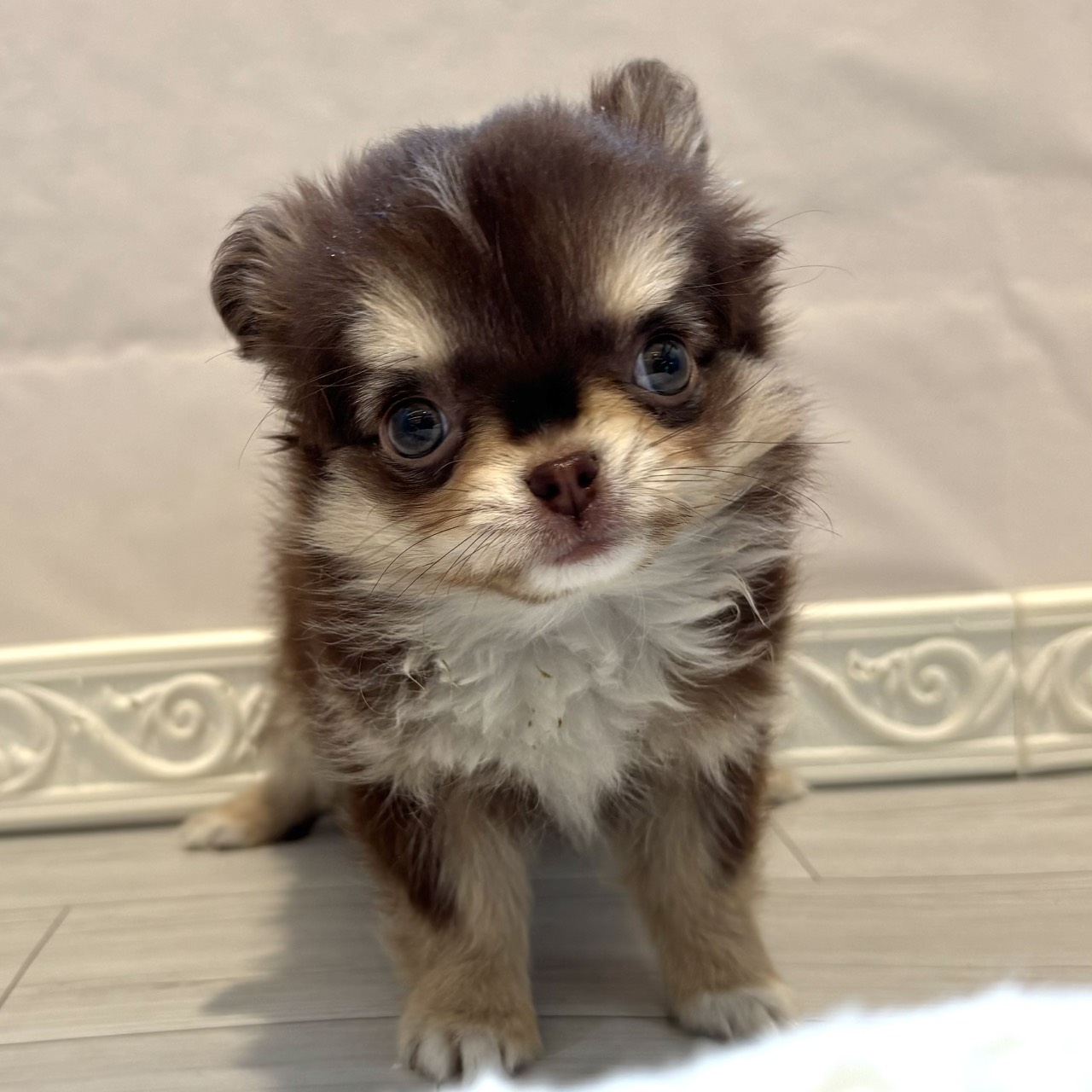 愛知県のチワワ(ロング) (犬の家＆猫の里春日井本店/2025年12月18日生まれ/女の子/チョコレートクリームホワイト)の子犬の1枚目の画像