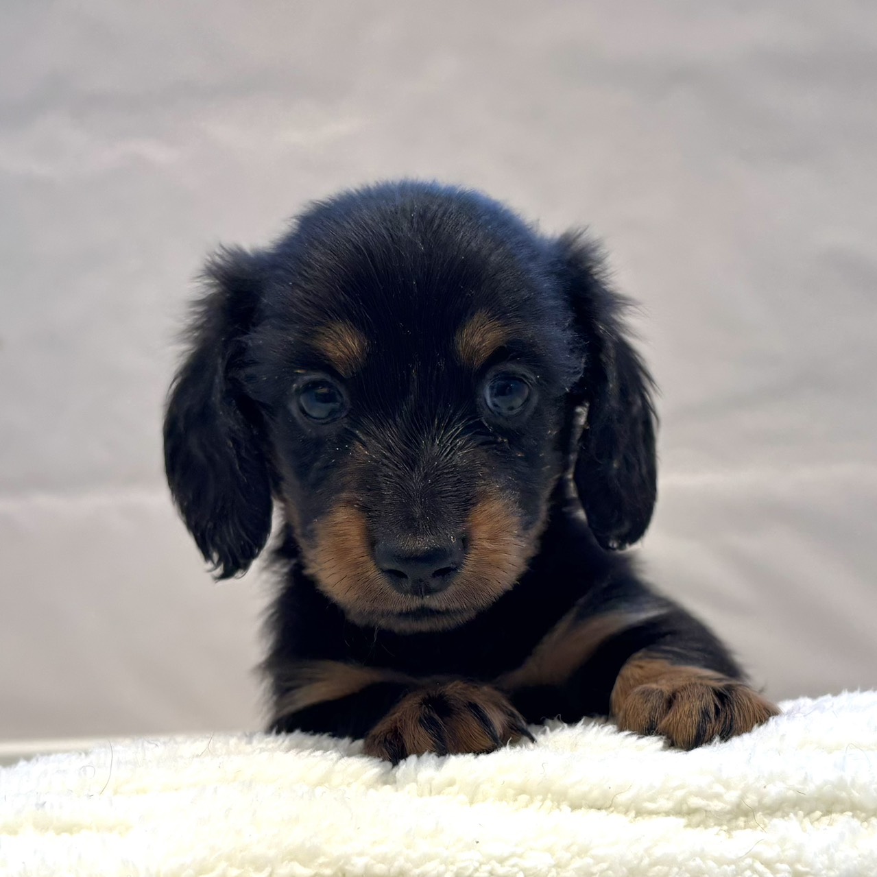 愛知県のミニチュアダックスフンド(ロング) (犬の家＆猫の里春日井本店/2025年12月22日生まれ/男の子/ブラックタン)の子犬の1枚目の画像